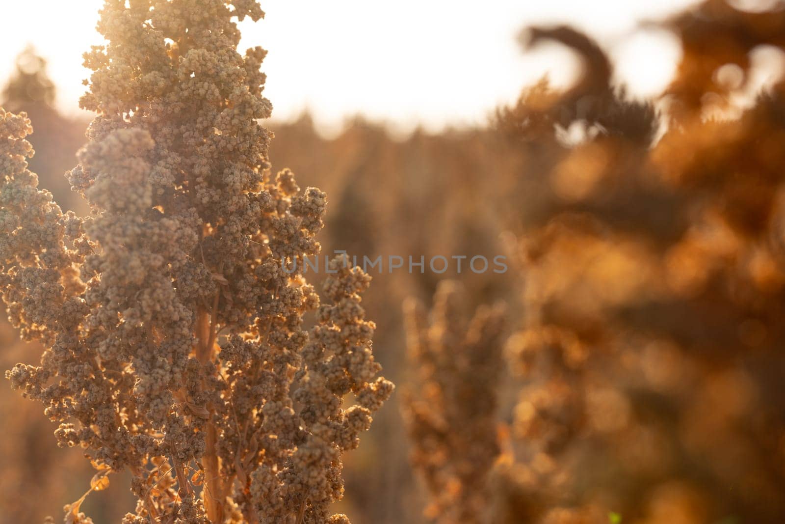 farmer's hand holding quinoa plant stem against field background, quinoa cultivation and harvesting