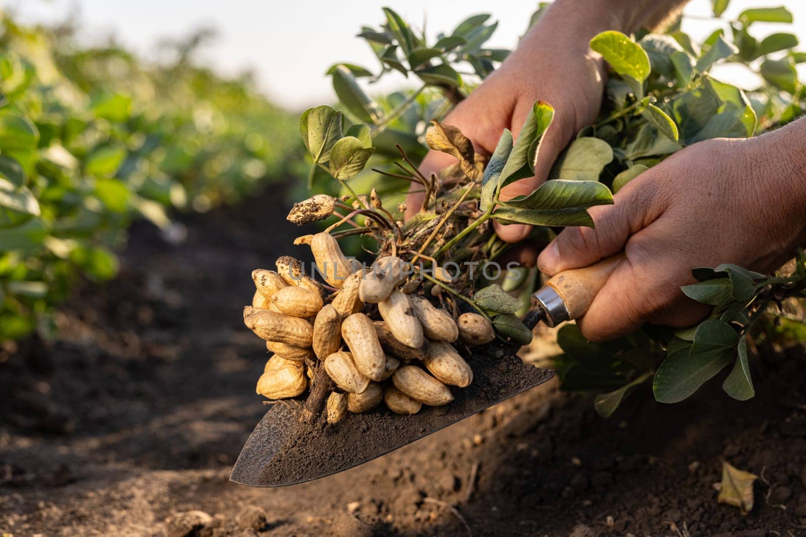 A farmer holding freshly harvested peanuts with roots in a field. The background features green peanut plants under a cloudy sky, showcasing agricultural activity.