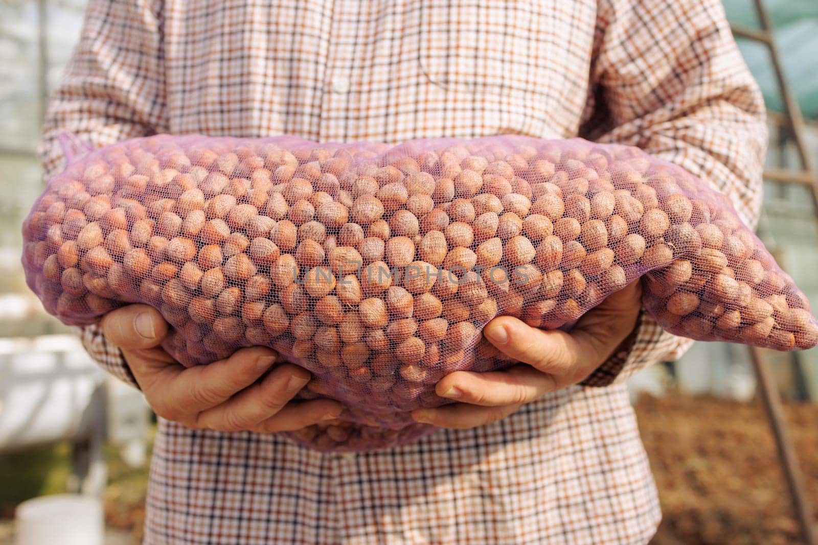 farmer harvesting bear nut close up, turkish hazelnut harvesting, nut production, full bag of bear nut
