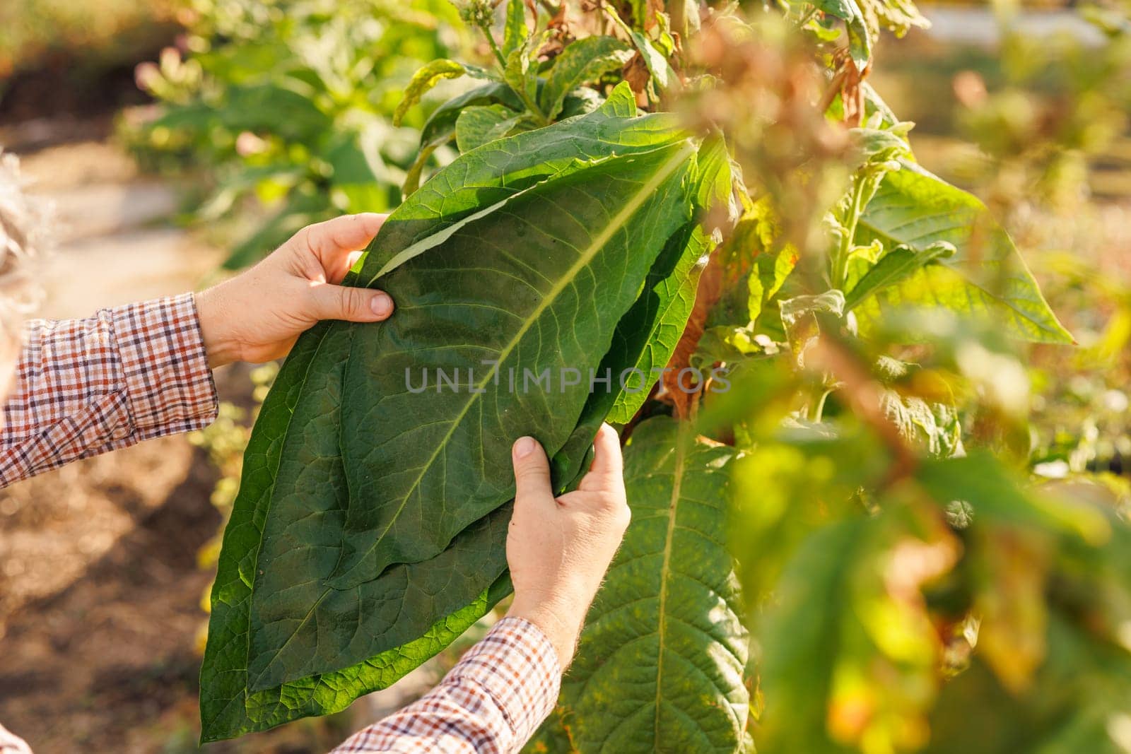 farmer holding fresh tobacco leaf against field background, harvesting, tobacco product quality, tobacco production