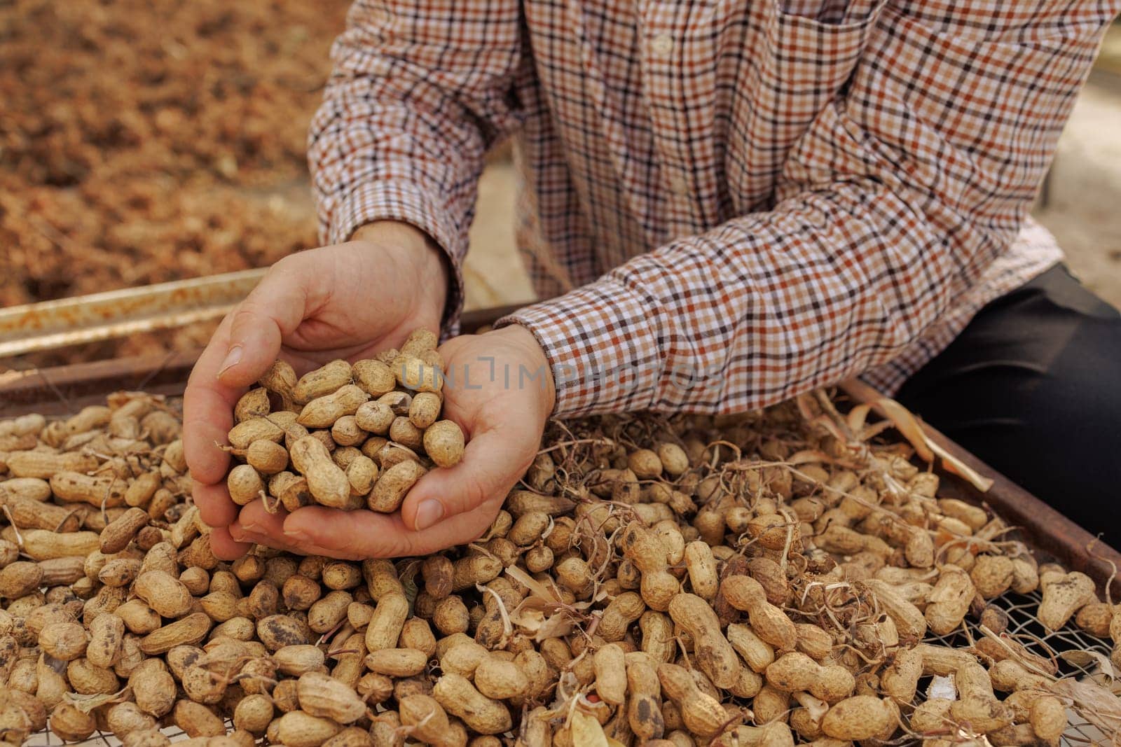 farmer harvesting peanuts, sorting nut quality in peanut production, nut butter