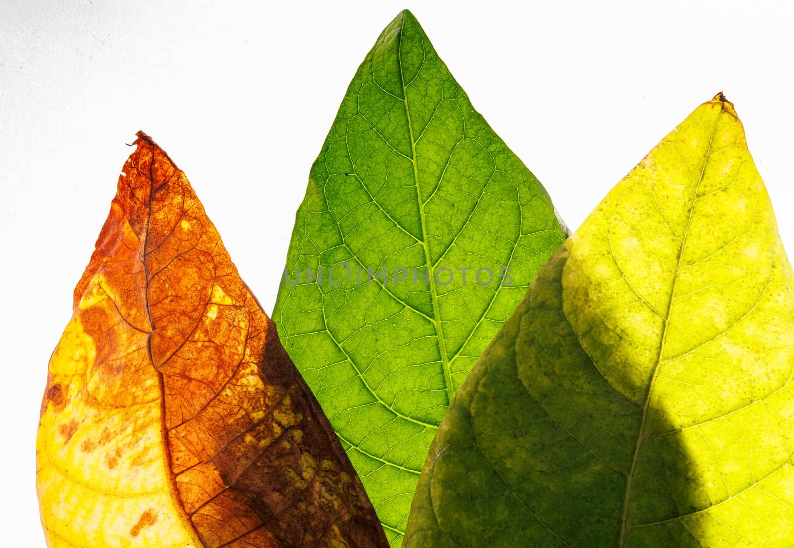 tobacco leaf macro photo on white background, tobacco production, tobacco growing, tobacco plant