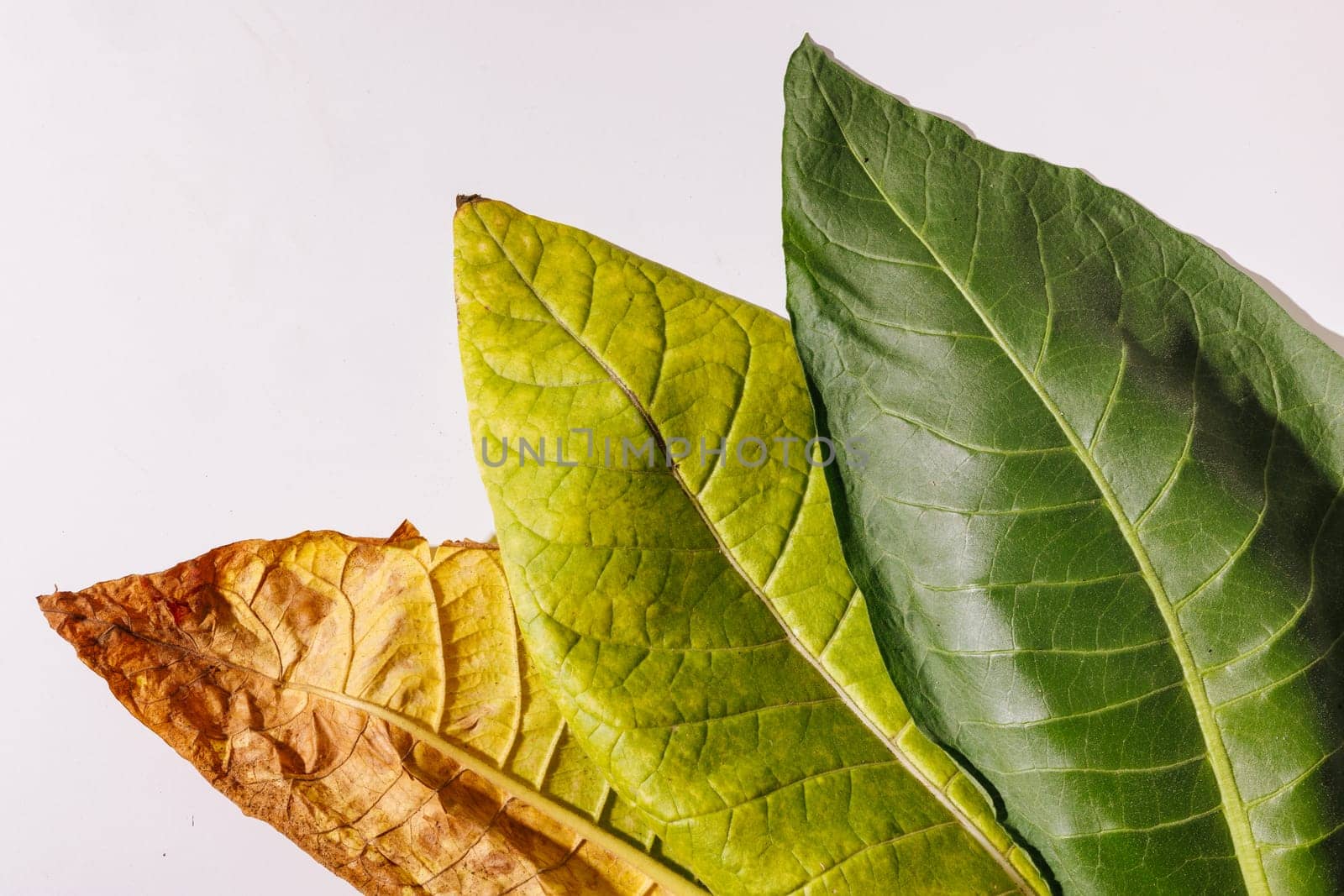 tobacco leaf macro photo on white background, tobacco production, tobacco growing, tobacco plant