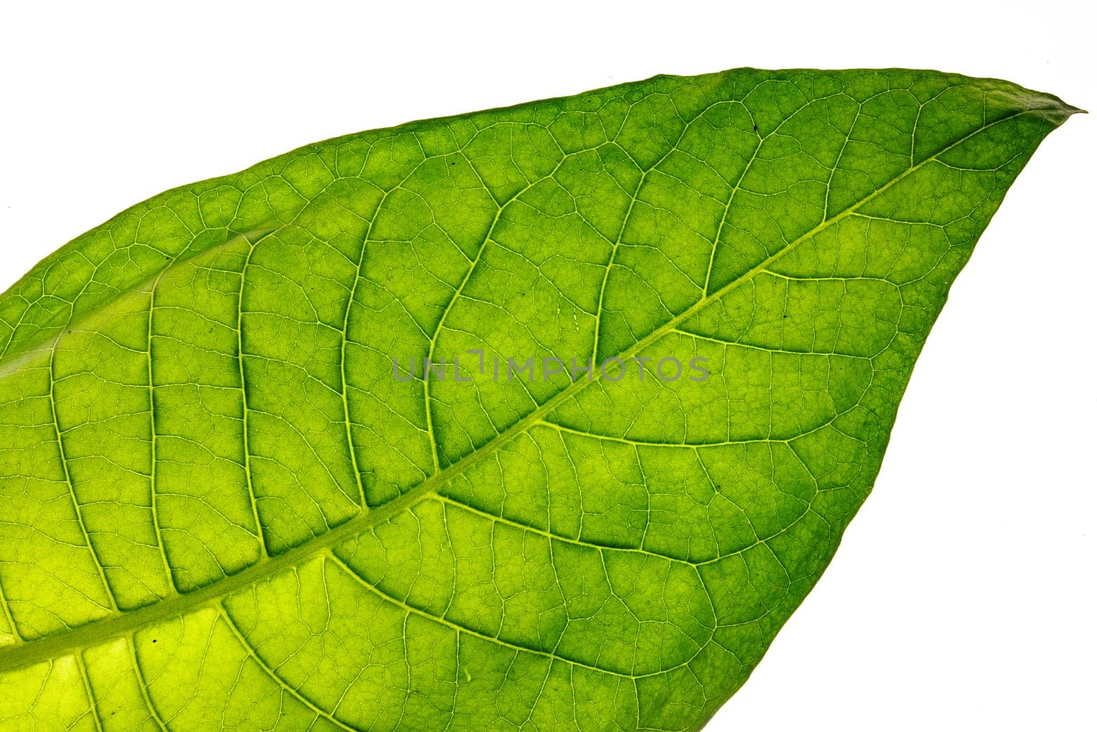 tobacco leaf macro photo on white background, tobacco production, tobacco growing, tobacco plant