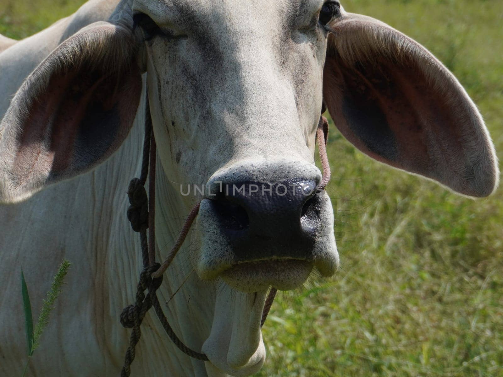 Native Thai cows in the countryside grasslands. Cows eat grass naturally.