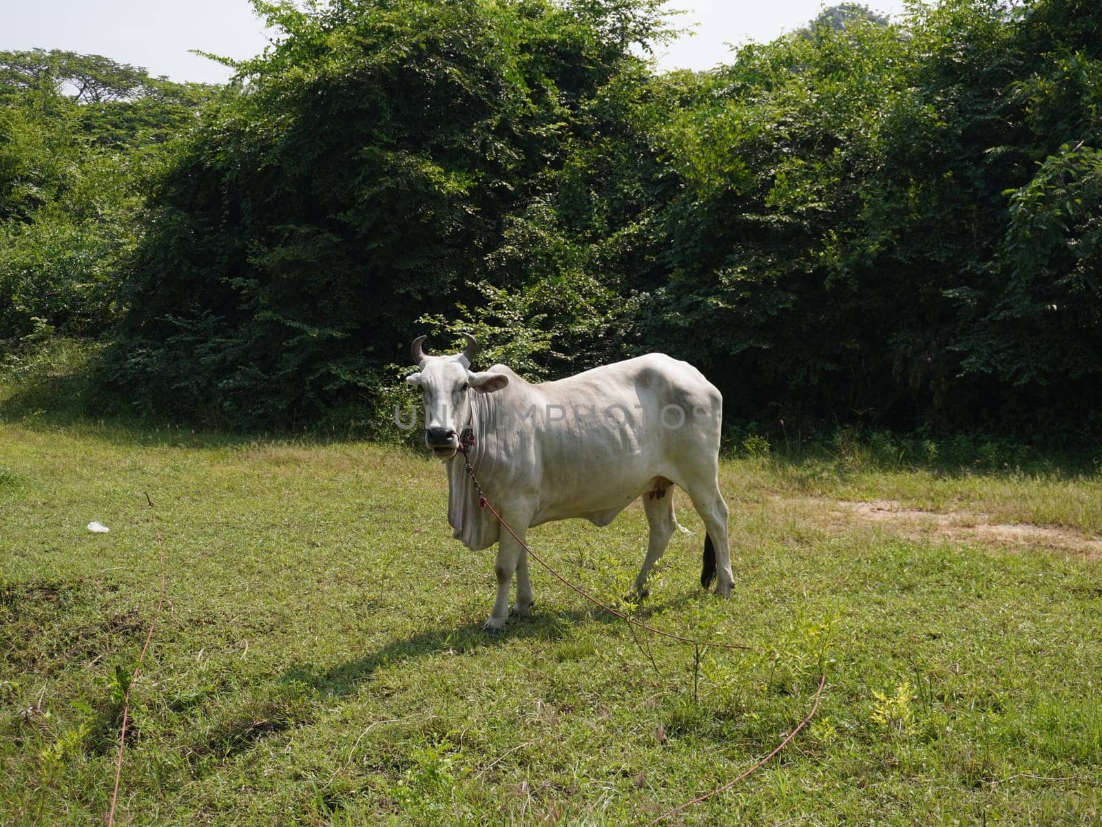 Native Thai cows in the countryside grasslands. Cows eat grass naturally.