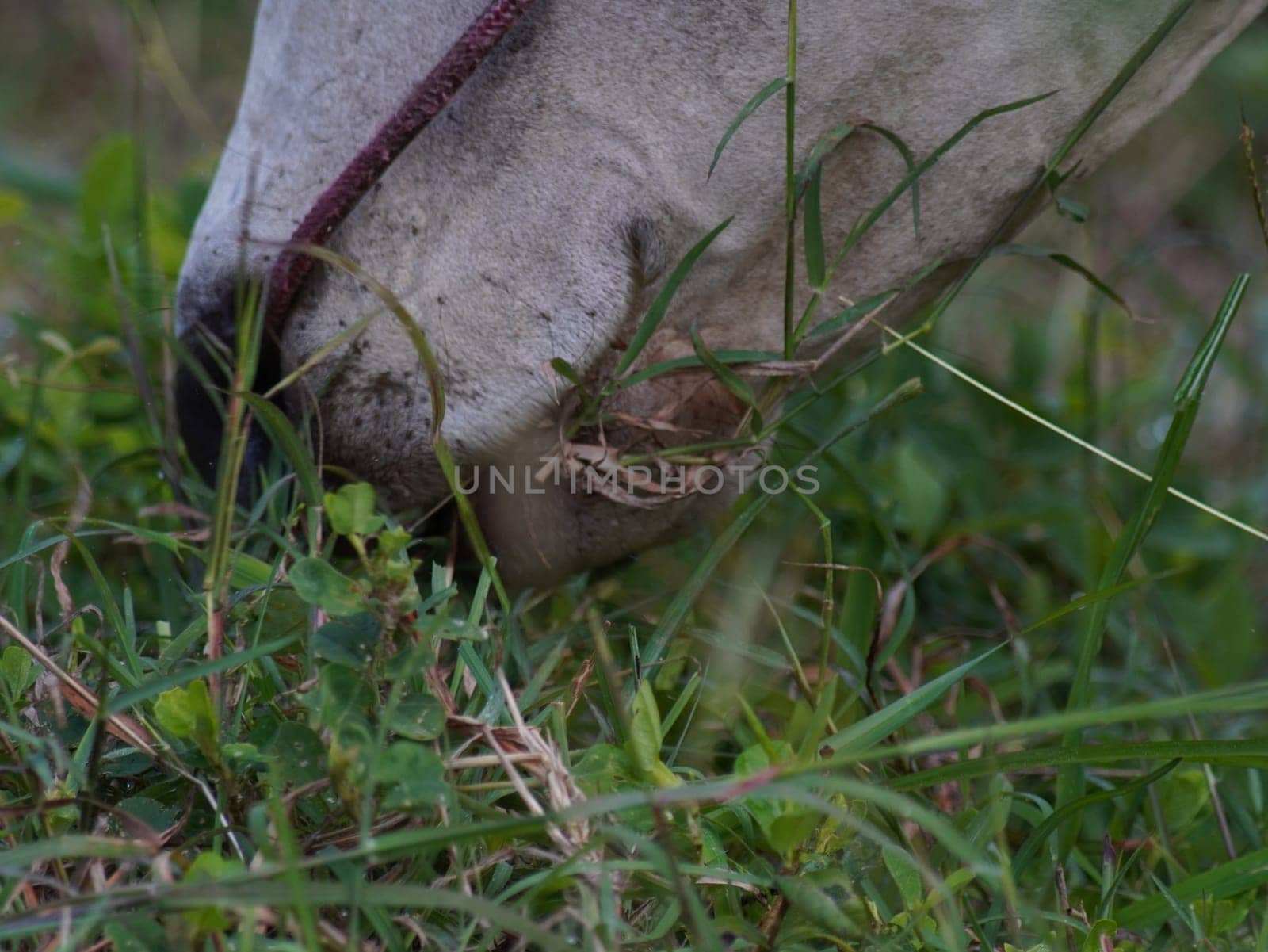 Native Thai cows in the countryside grasslands. Cows eat grass naturally.