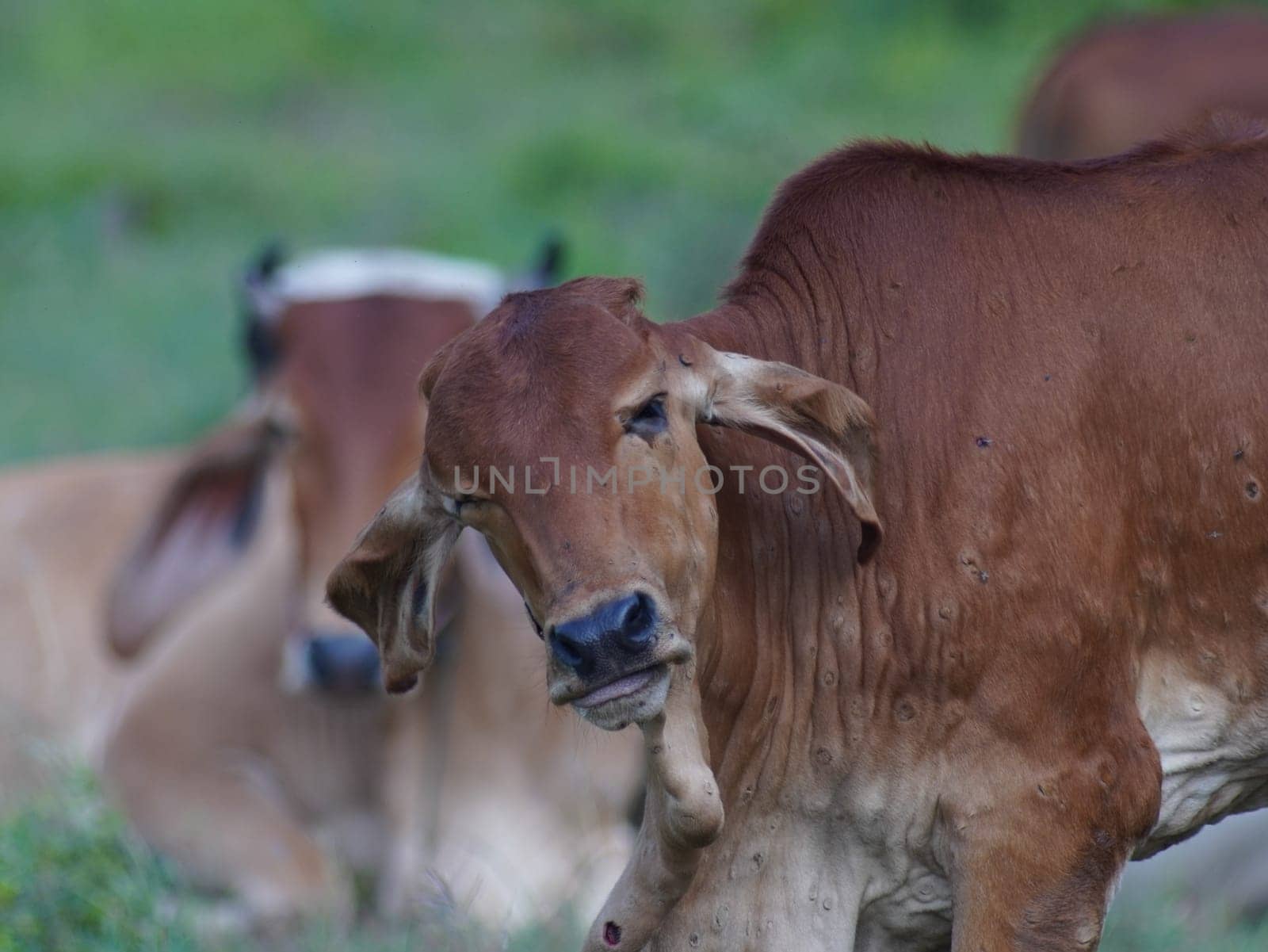 Native Thai cows in the countryside grasslands. Cows eat grass naturally.