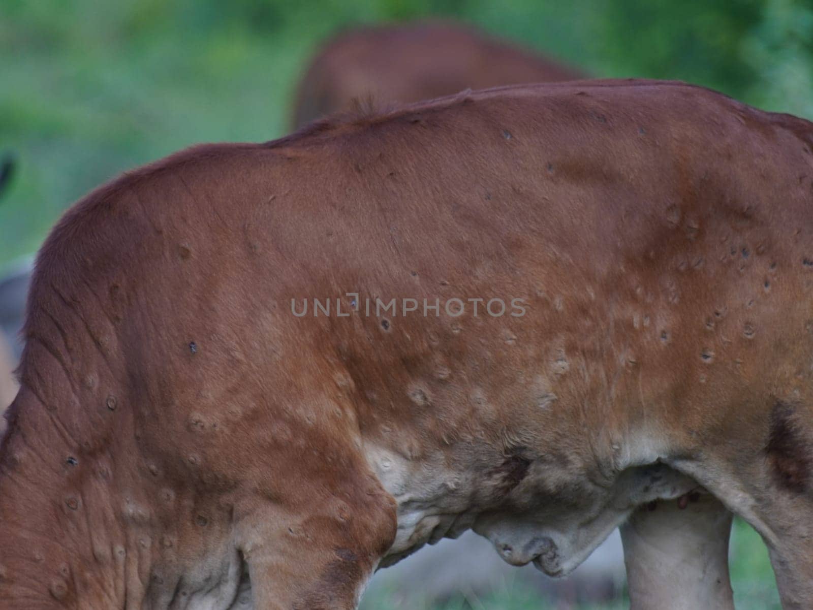 Native Thai cows in the countryside grasslands. Cows eat grass naturally.