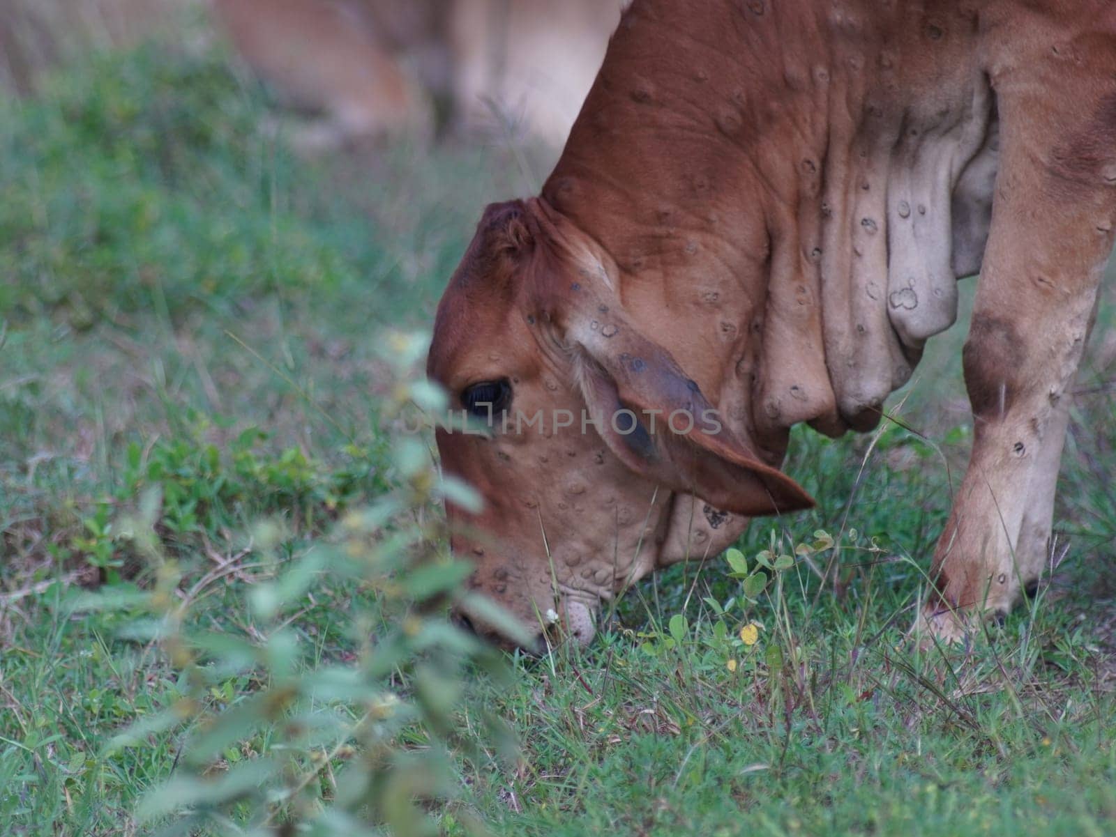 Native Thai cows in the countryside grasslands. Cows eat grass naturally.