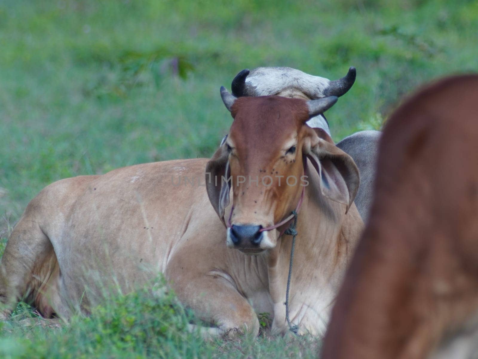 Native Thai cows in the countryside grasslands. Cows eat grass naturally.