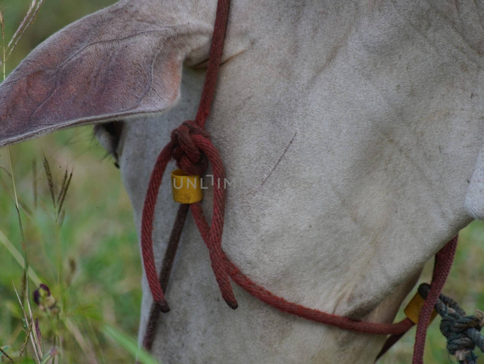 Native Thai cows in the countryside grasslands. Cows eat grass naturally.