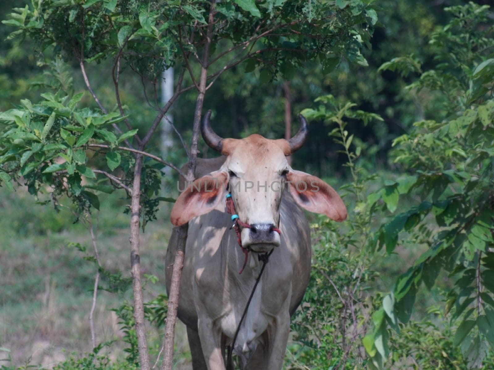 Native Thai cows in the countryside grasslands. Cows eat grass naturally.