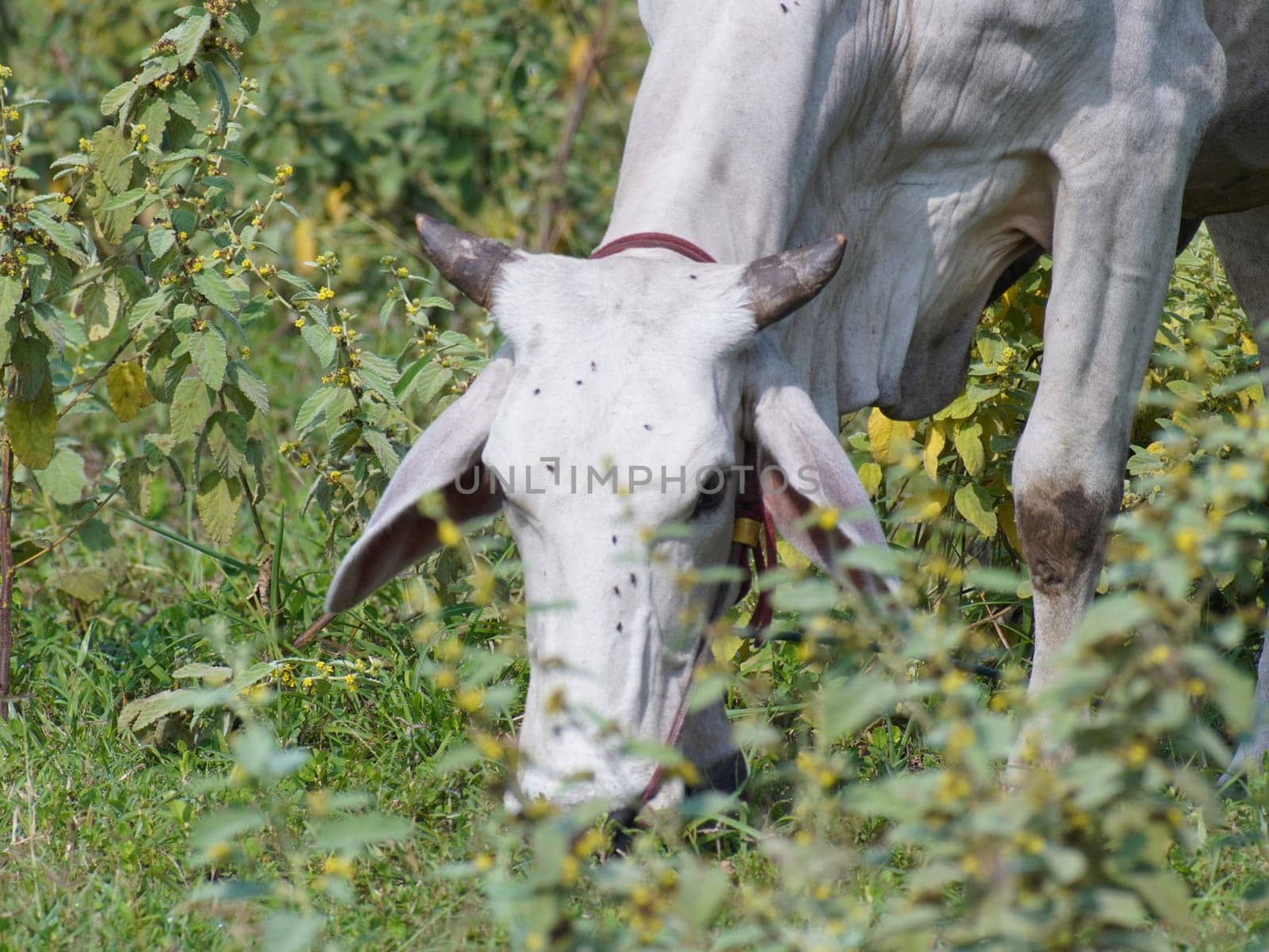 Native Thai cows in the countryside grasslands. Cows eat grass naturally.