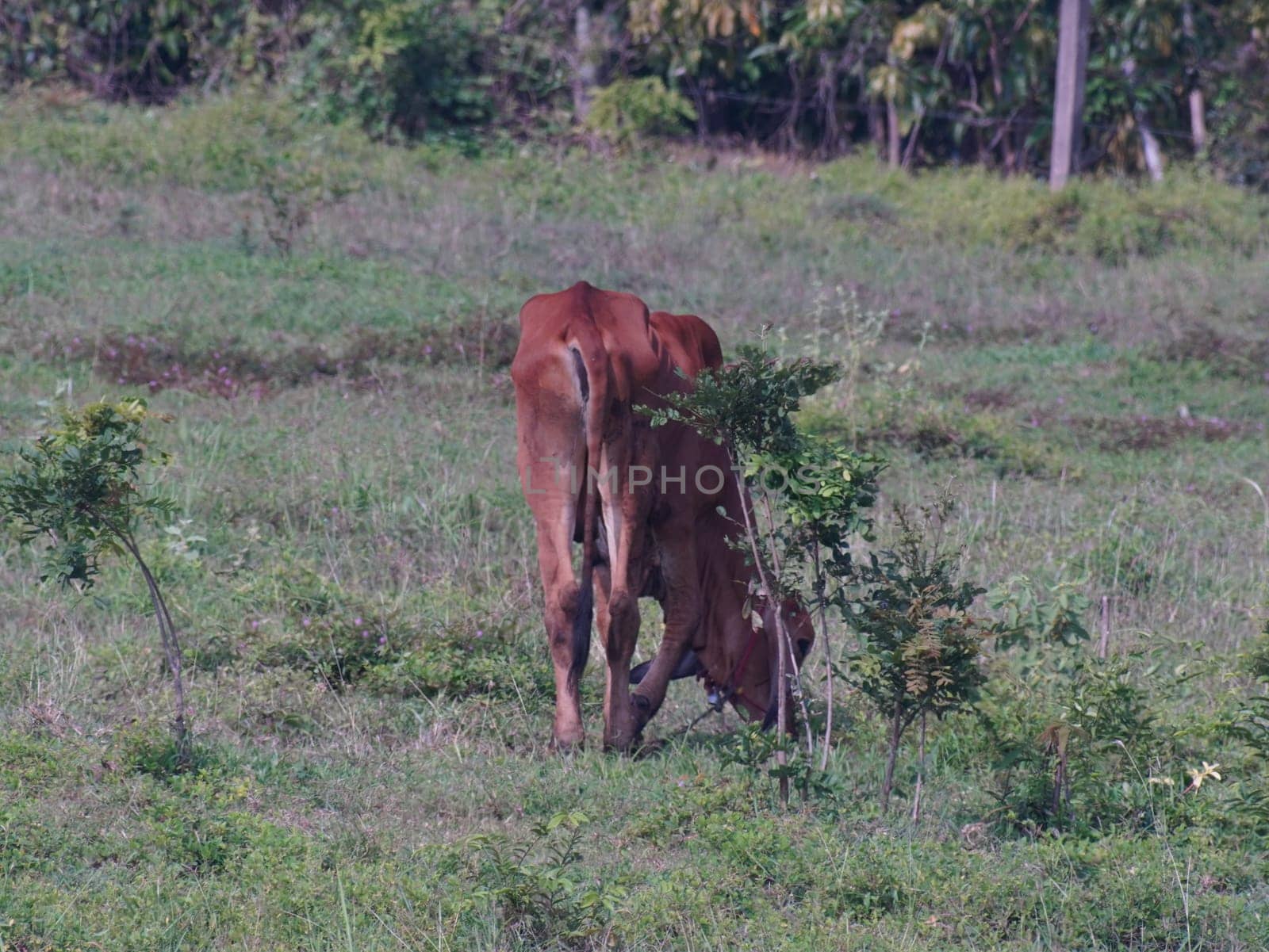 Native Thai cows in the countryside grasslands. Cows eat grass naturally.