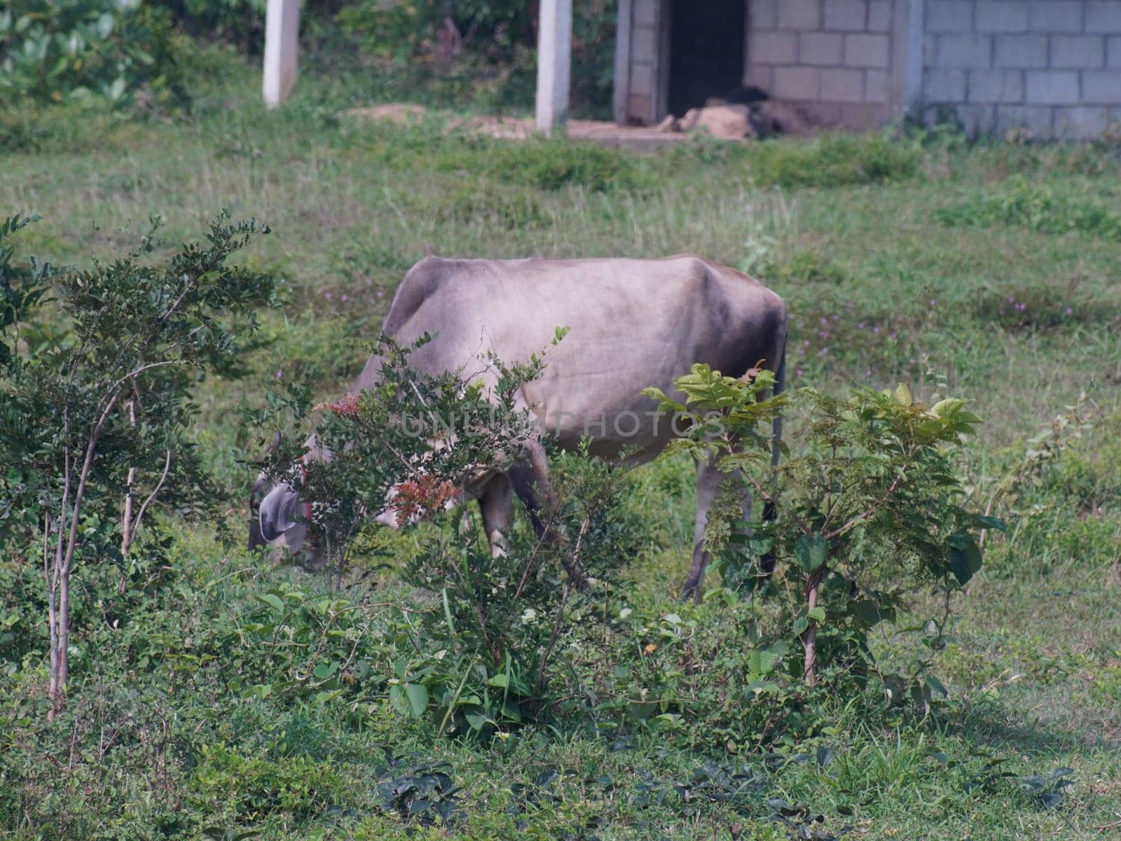 Native Thai cows in the countryside grasslands. Cows eat grass naturally.