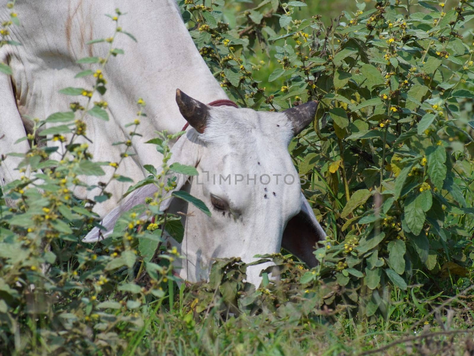 Native Thai cows in the countryside grasslands. Cows eat grass naturally.