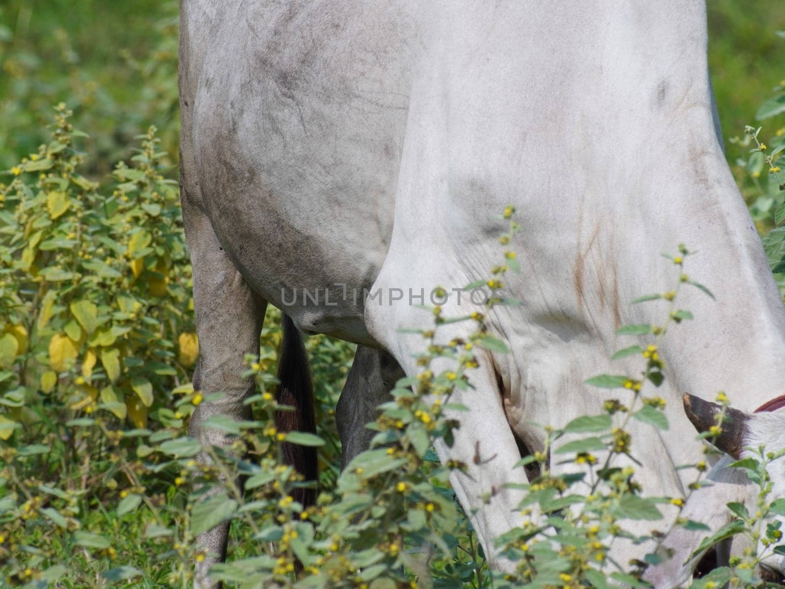 Native Thai cows in the countryside grasslands. Cows eat grass naturally.