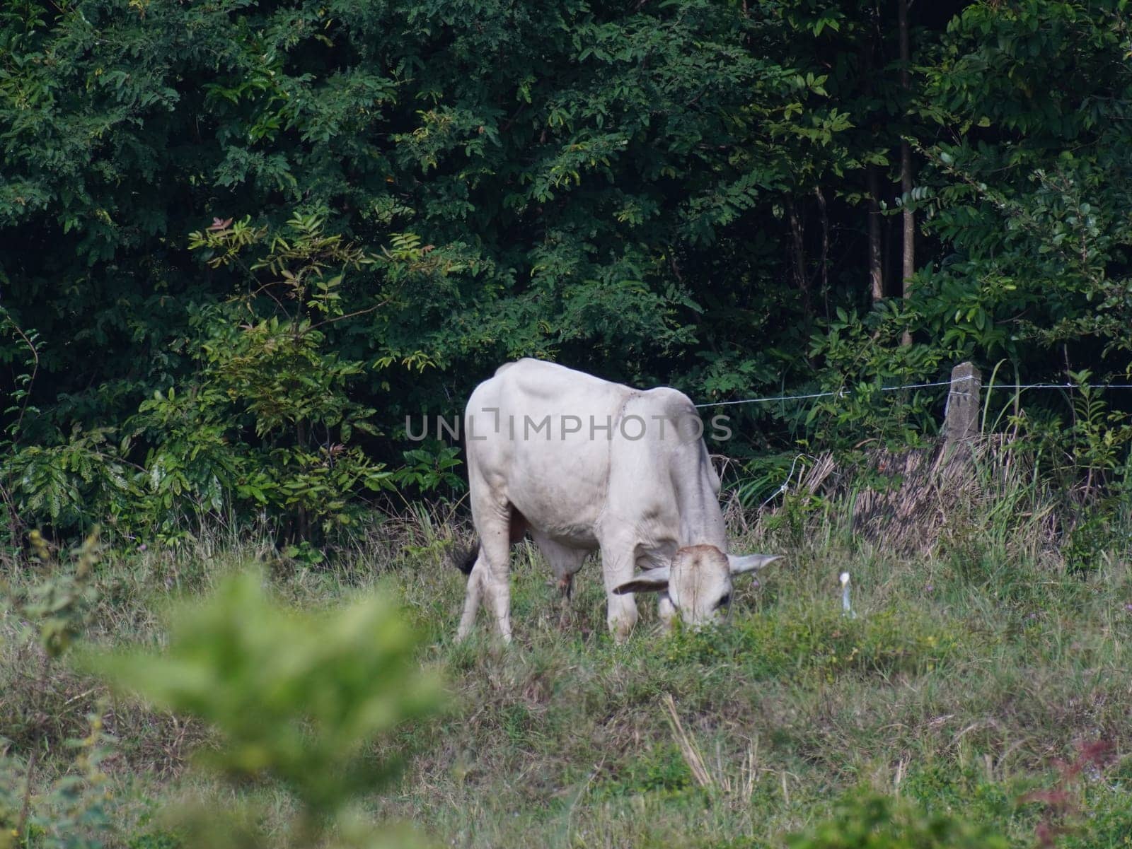 Native Thai cows in the countryside grasslands. Cows eat grass naturally.