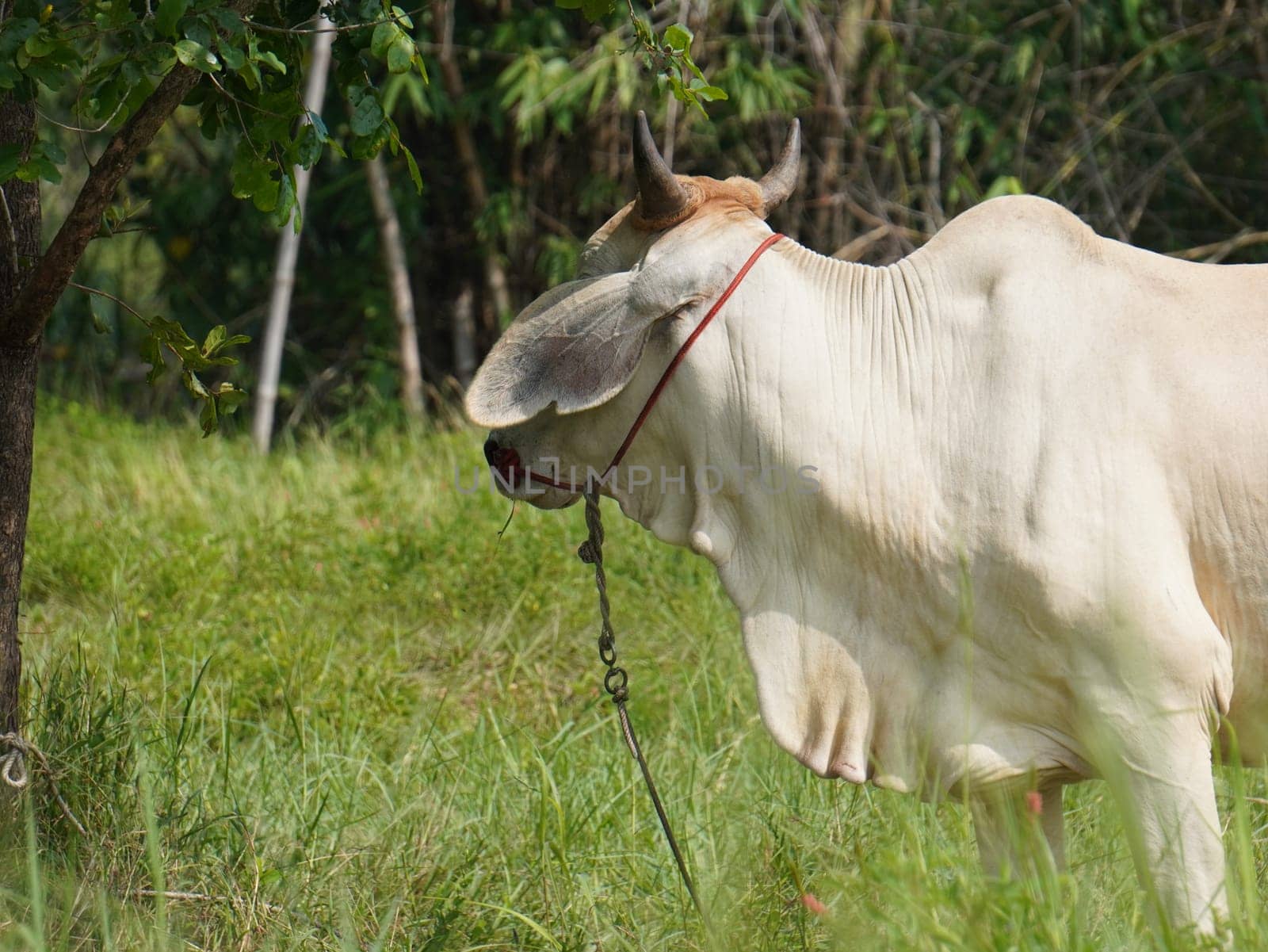 Native Thai cows in the countryside grasslands. Cows eat grass naturally.