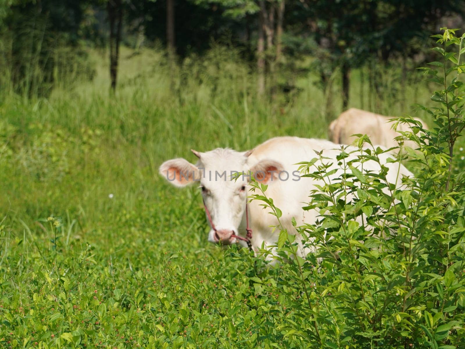 Native Thai cows in the countryside grasslands. Cows eat grass naturally.
