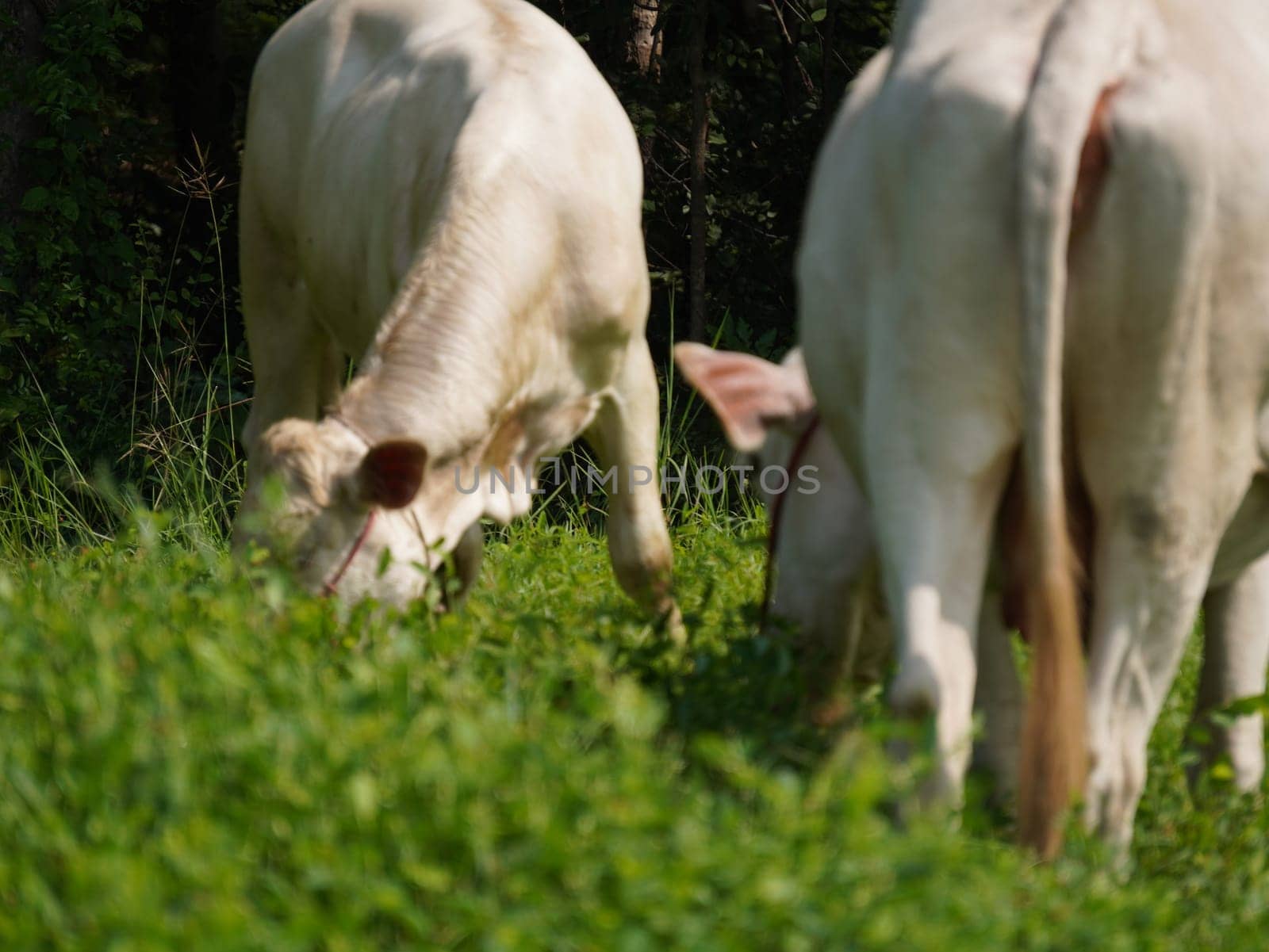 Native Thai cows in the countryside grasslands. Cows eat grass naturally.