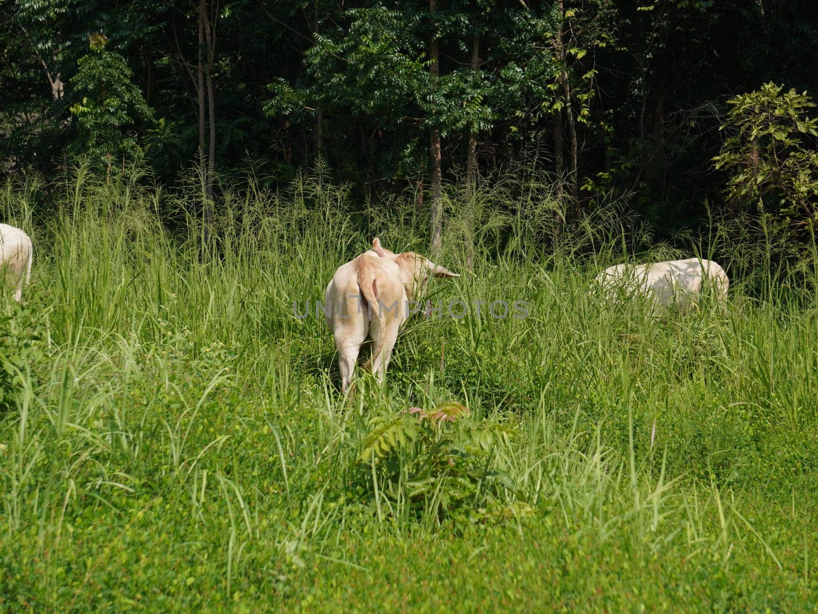 Native Thai cows in the countryside grasslands. Cows eat grass naturally.