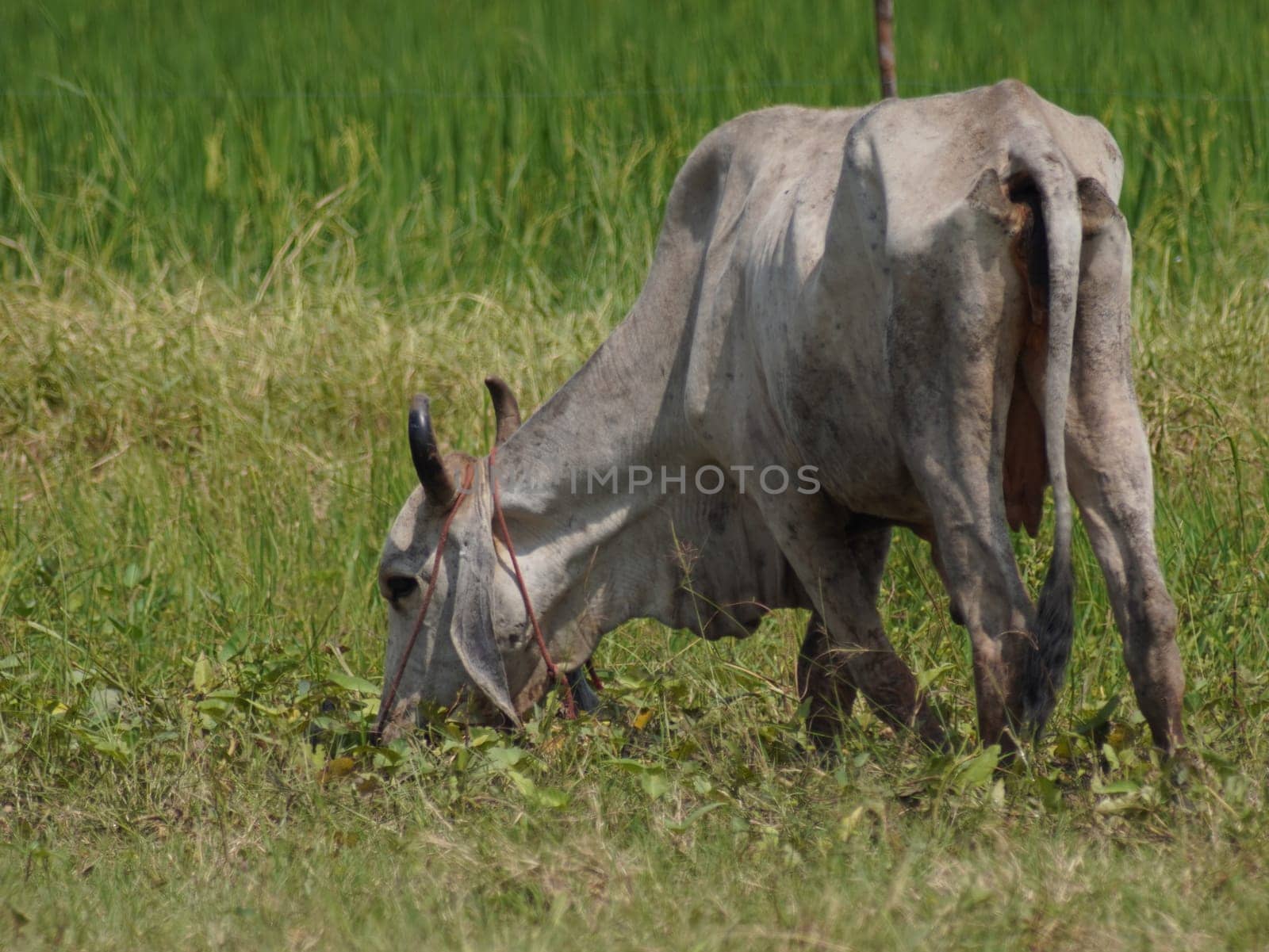 Native Thai cows in the countryside grasslands. Cows eat grass naturally.