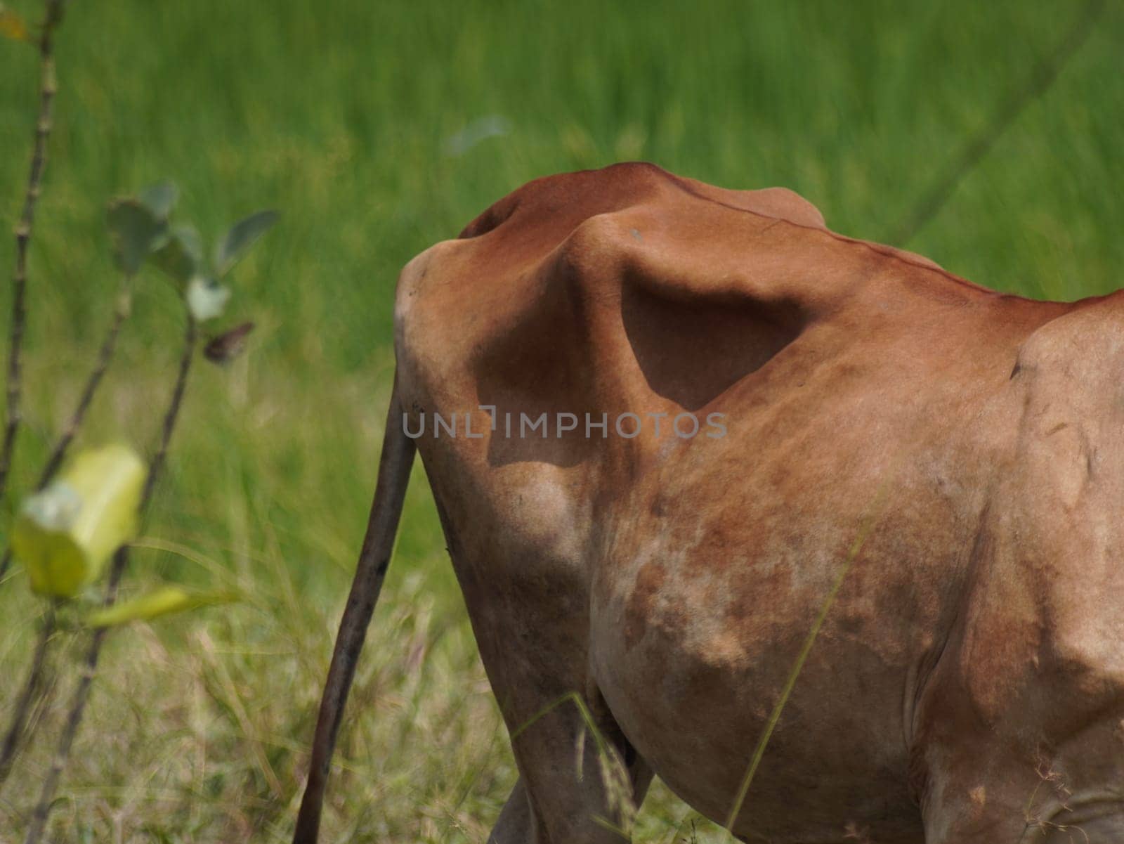 Native Thai cows in the countryside grasslands. Cows eat grass naturally.