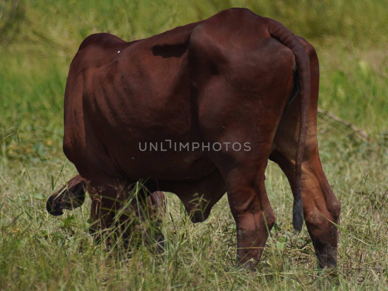 Native Thai cows in the countryside grasslands. Cows eat grass naturally.