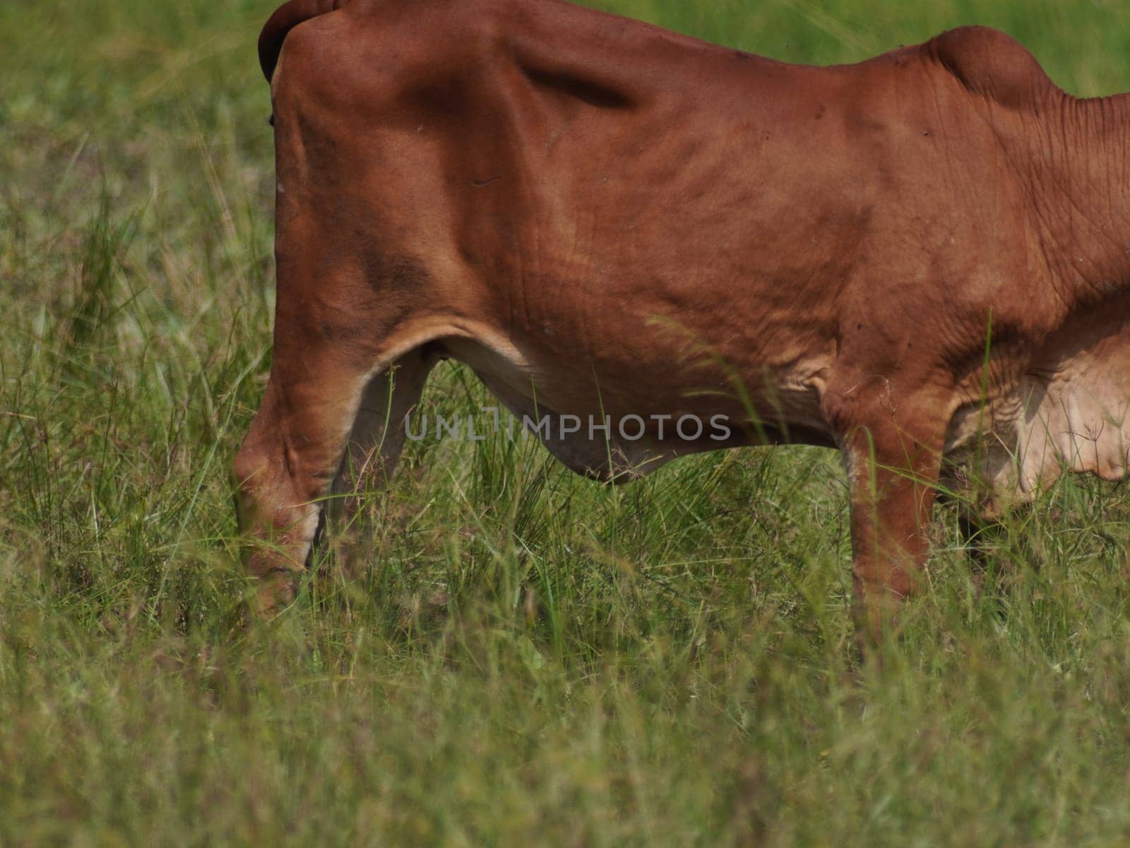 Native Thai cows in the countryside grasslands. Cows eat grass naturally.