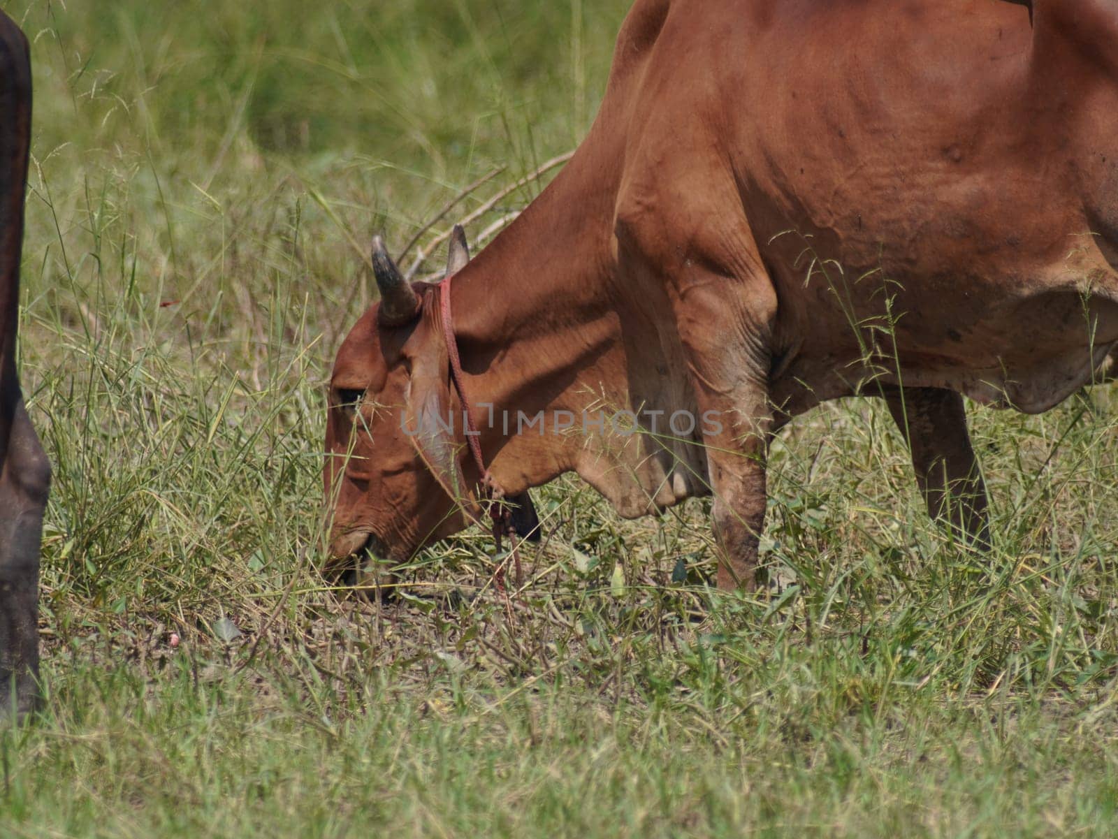 Native Thai cows in the countryside grasslands. Cows eat grass naturally.