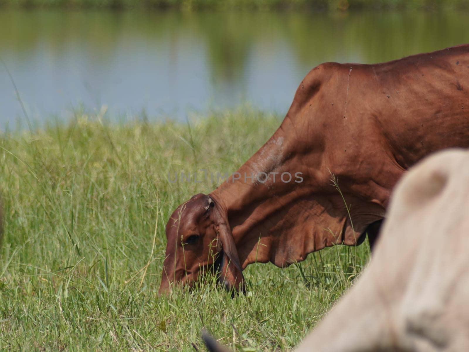 Native Thai cows in the countryside grasslands. Cows eat grass naturally.