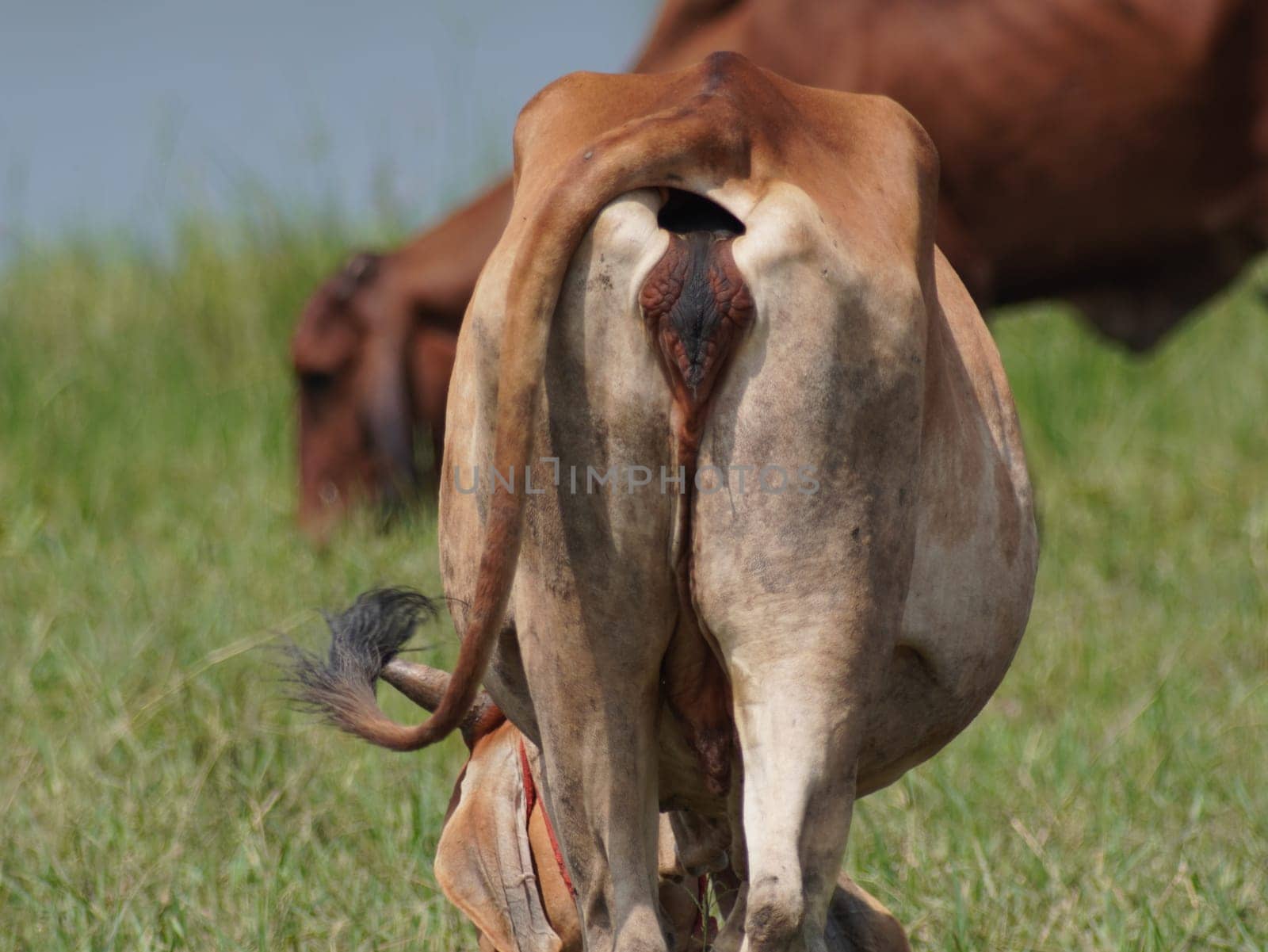 Native Thai cows in the countryside grasslands. Cows eat grass naturally.