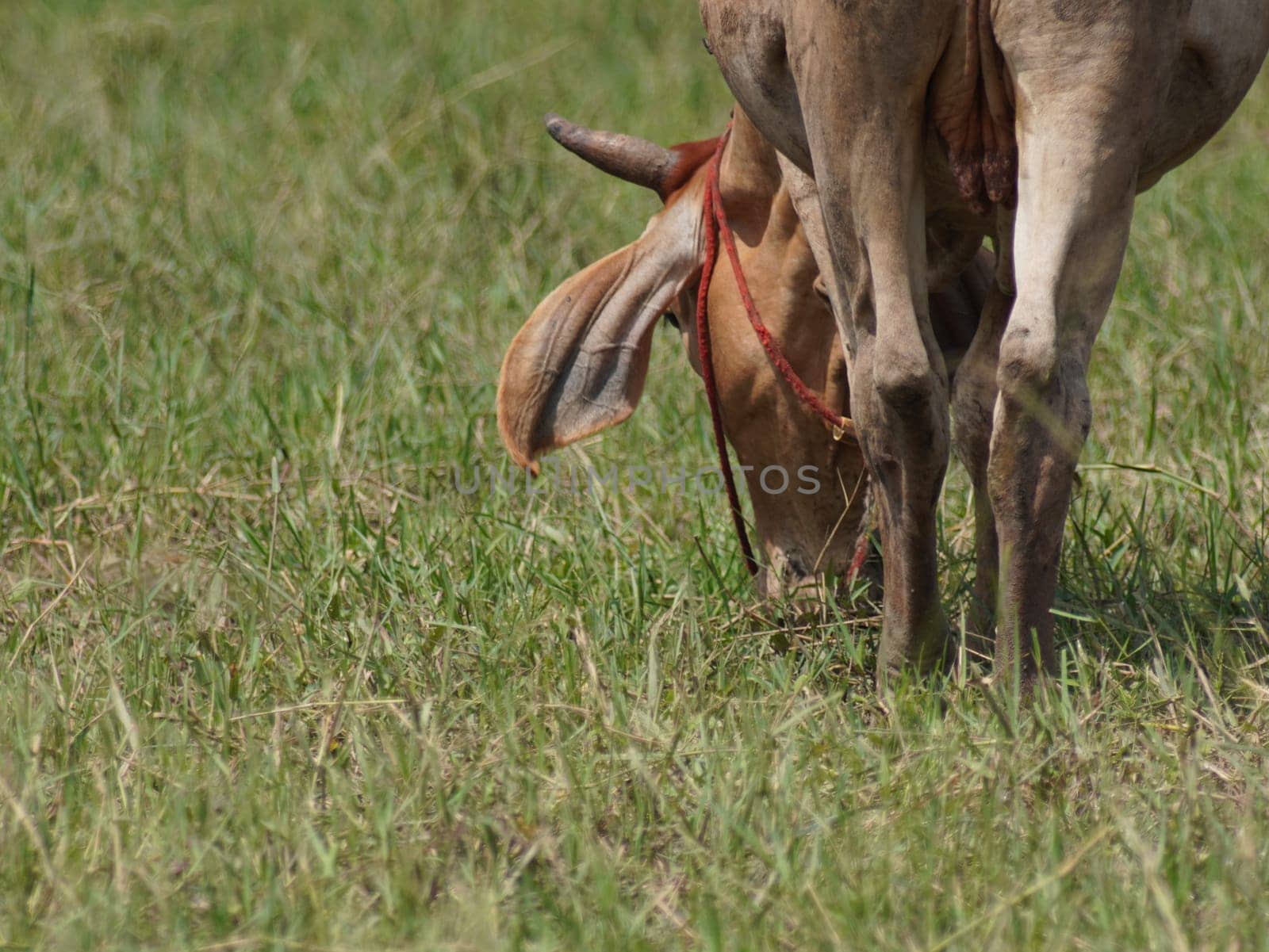 Native Thai cows in the countryside grasslands. Cows eat grass naturally.