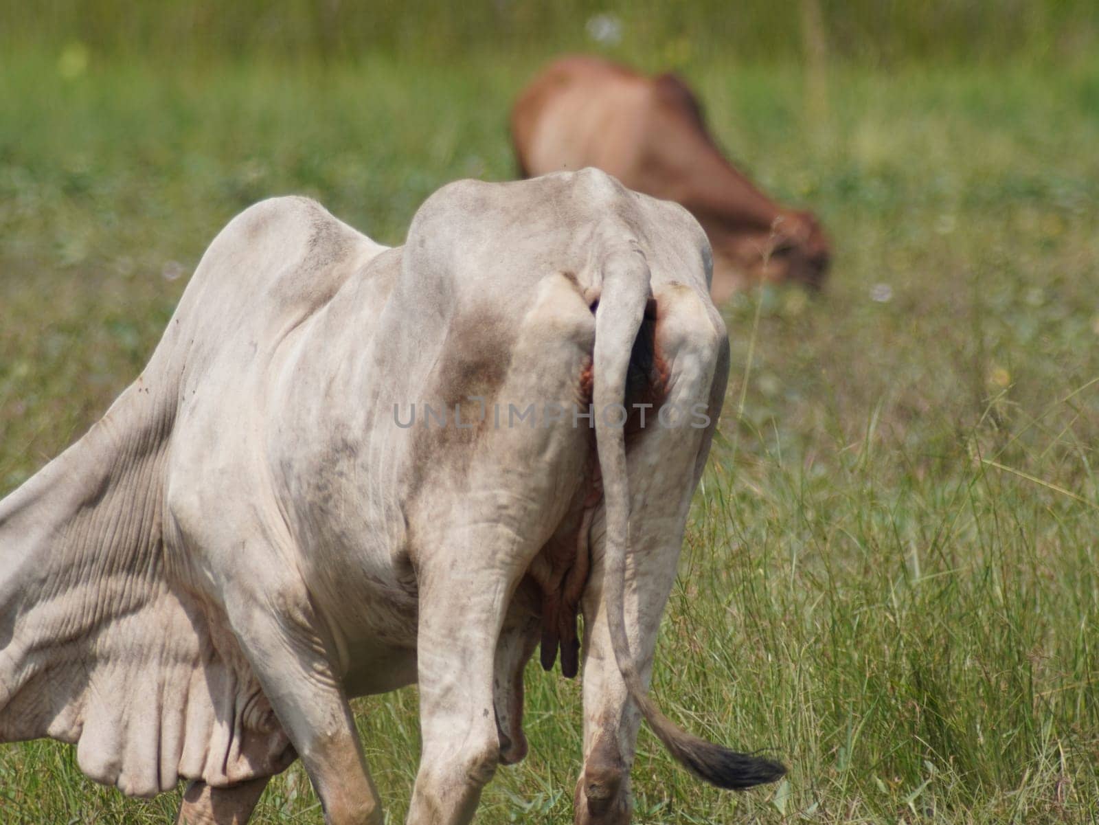 Native Thai cows in the countryside grasslands. Cows eat grass naturally.