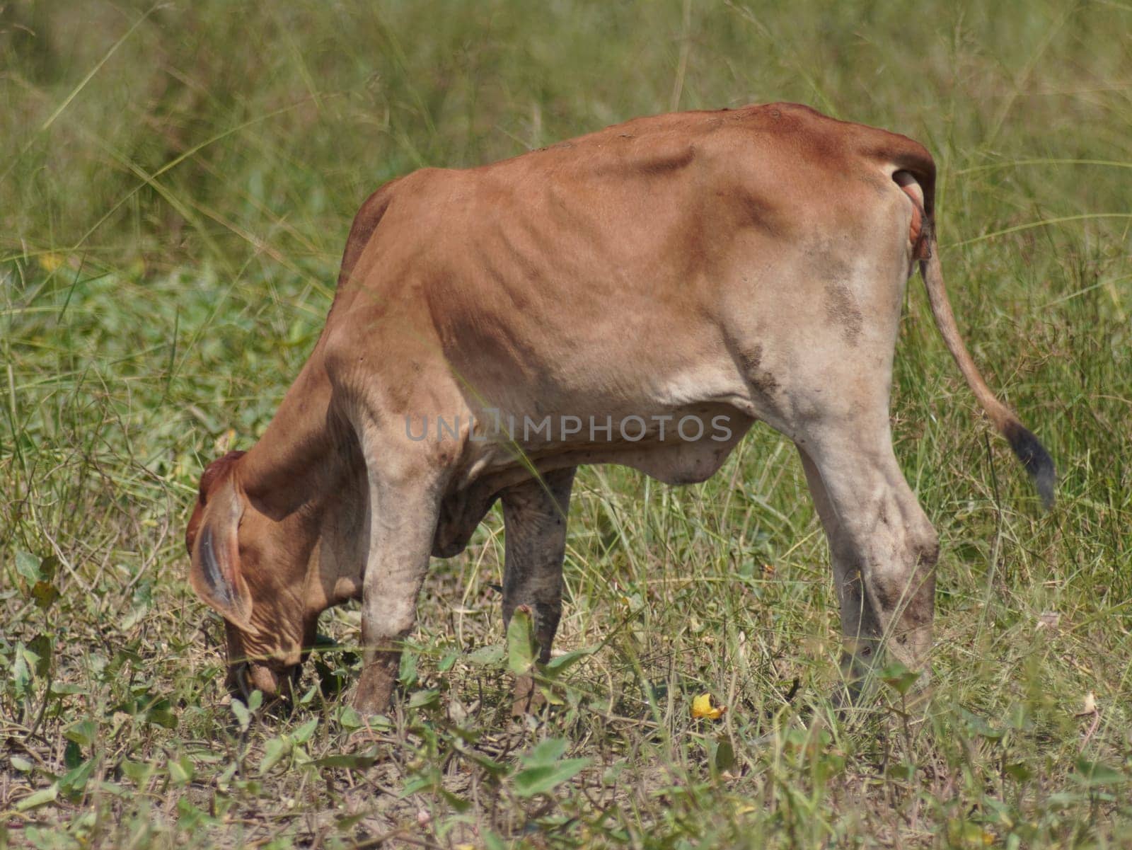 Native Thai cows in the countryside grasslands. Cows eat grass naturally.