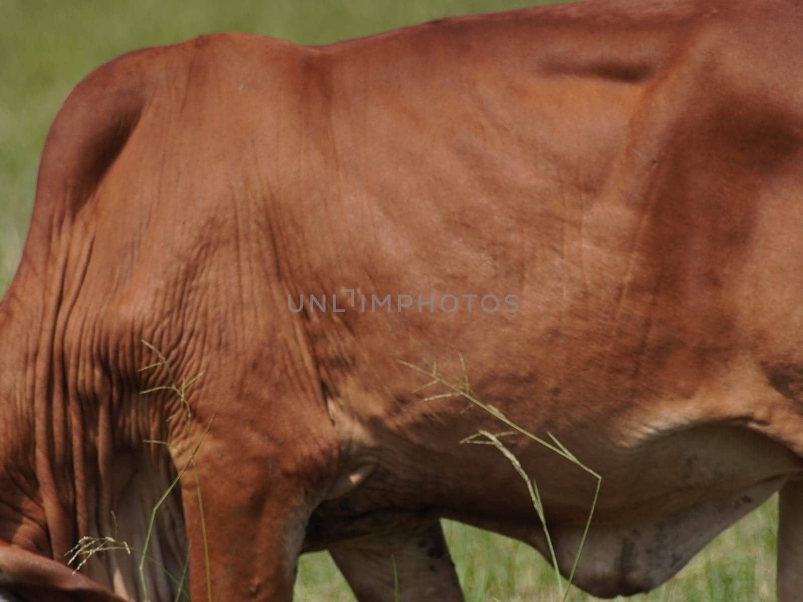 Native Thai cows in the countryside grasslands. Cows eat grass naturally.