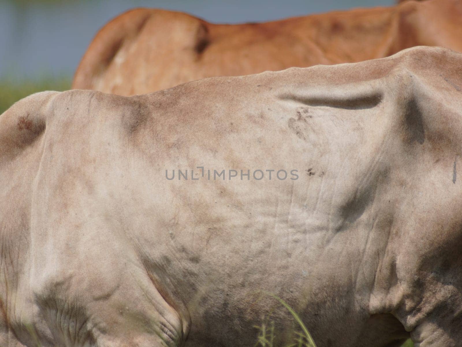 Native Thai cows in the countryside grasslands. Cows eat grass naturally.