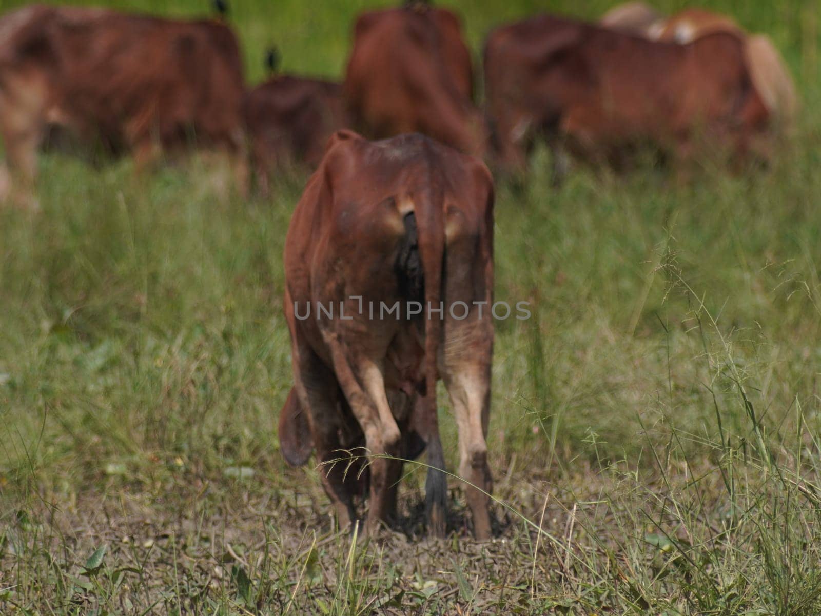 Native Thai cows in the countryside grasslands. Cows eat grass naturally.