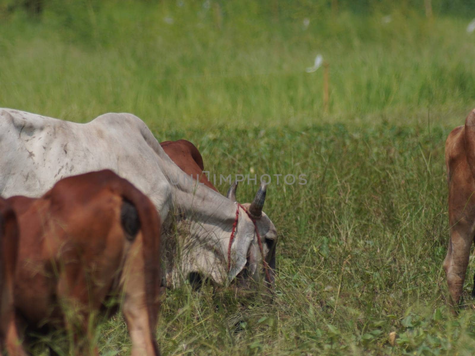 Native Thai cows in the countryside grasslands. Cows eat grass naturally.