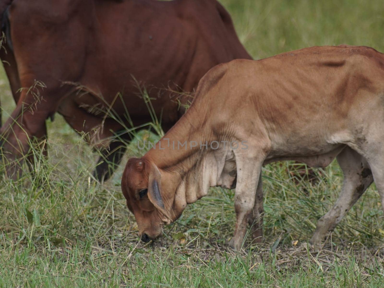 Native Thai cows in the countryside grasslands. Cows eat grass naturally.