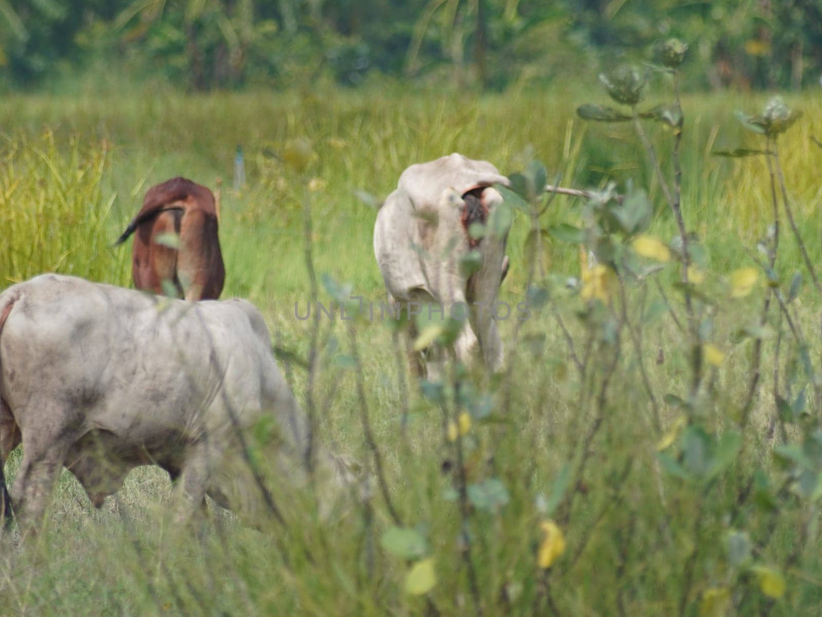 Native Thai cows in the countryside grasslands. Cows eat grass naturally.