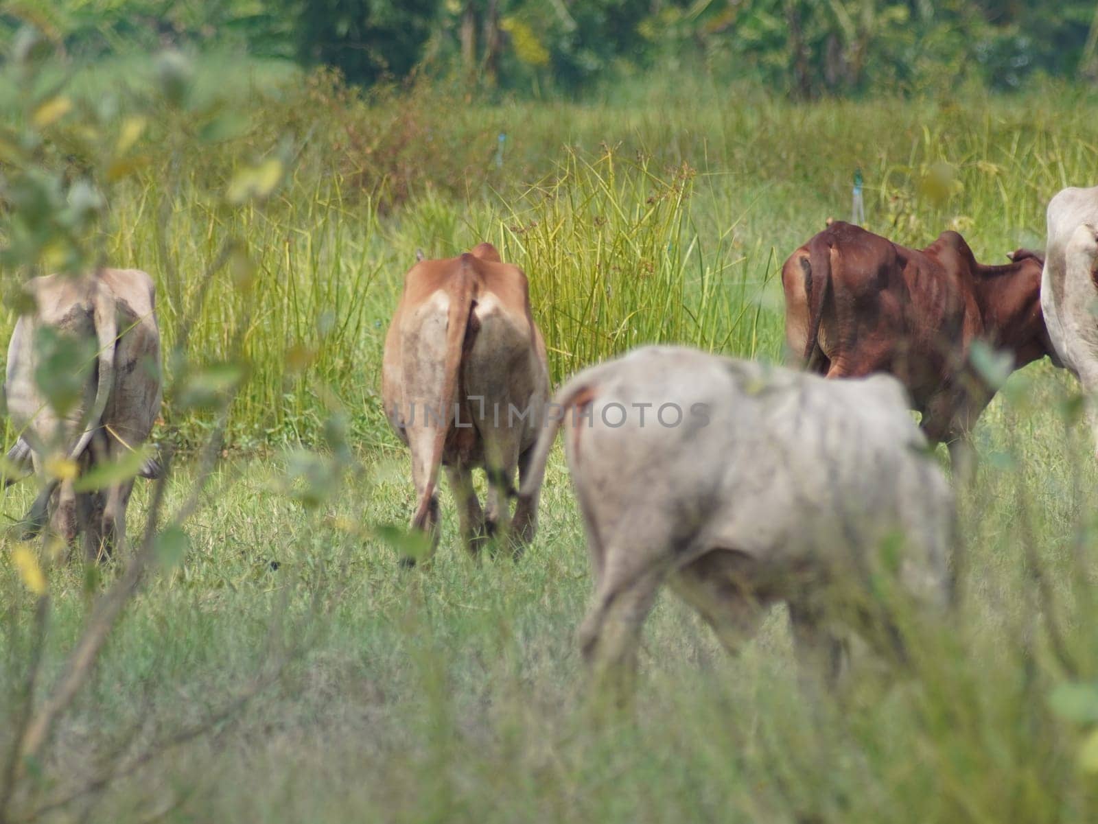 Native Thai cows in the countryside grasslands. Cows eat grass naturally.