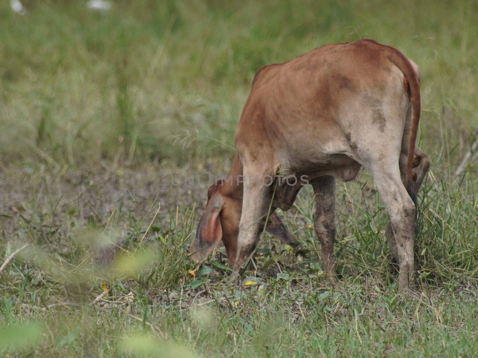 Native Thai cows in the countryside grasslands. Cows eat grass naturally.