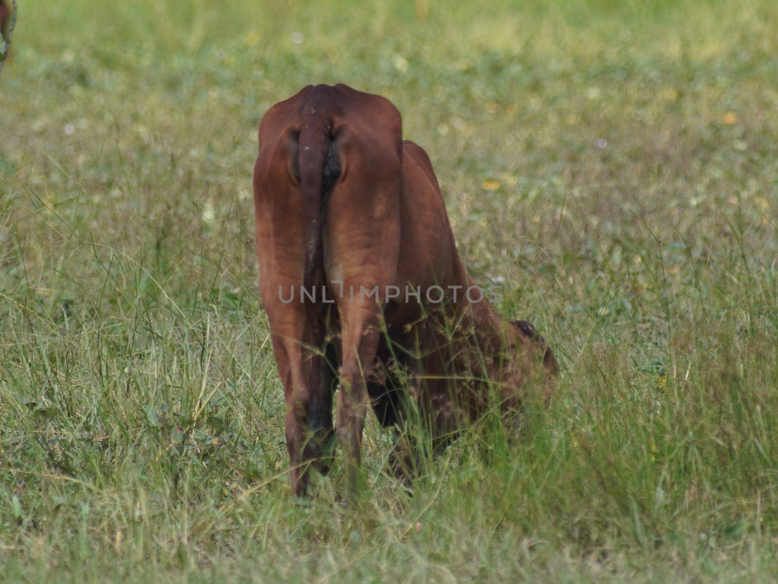 Native Thai cows in the countryside grasslands. Cows eat grass naturally.