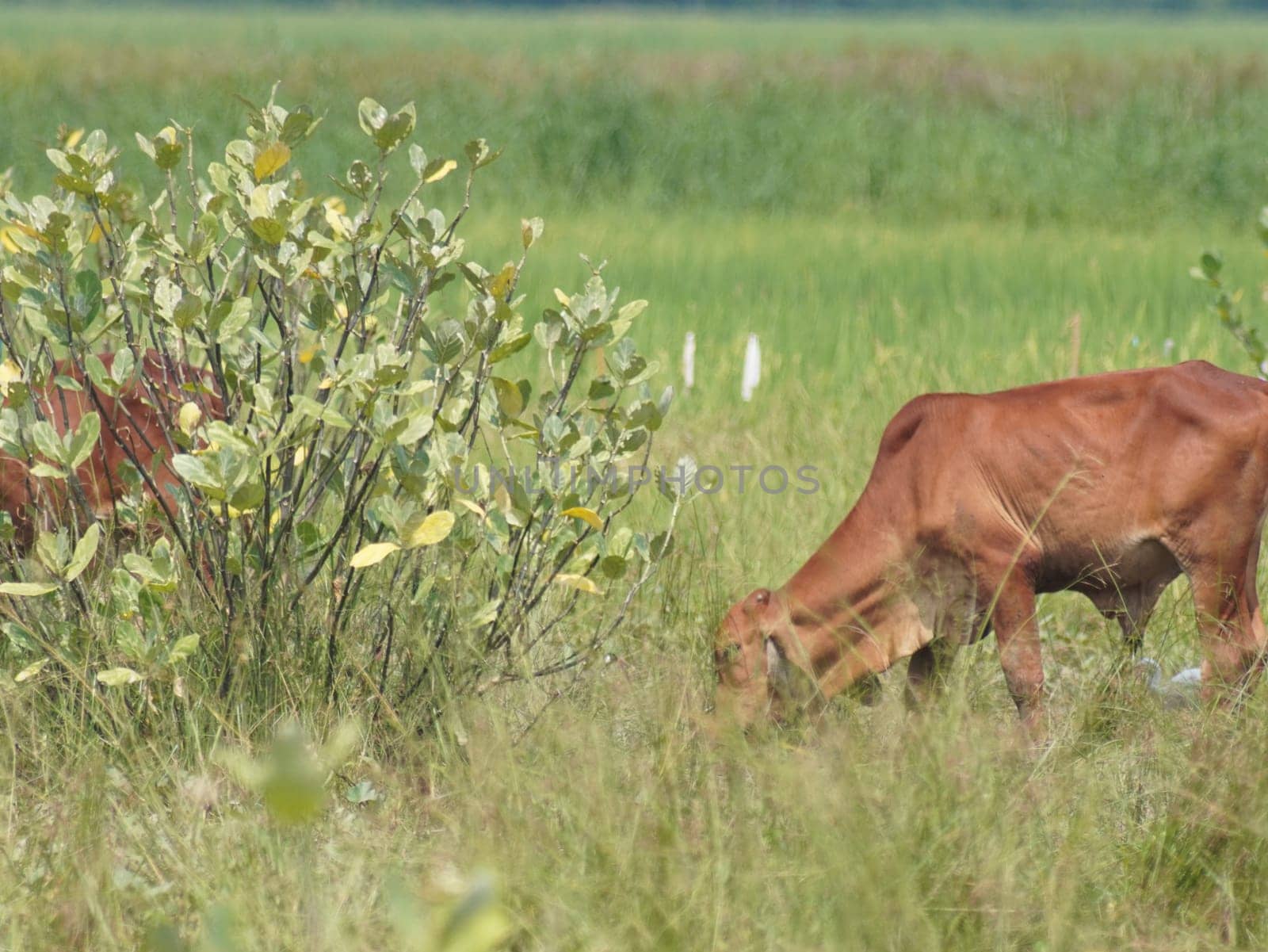 Native Thai cows in the countryside grasslands. Cows eat grass naturally.