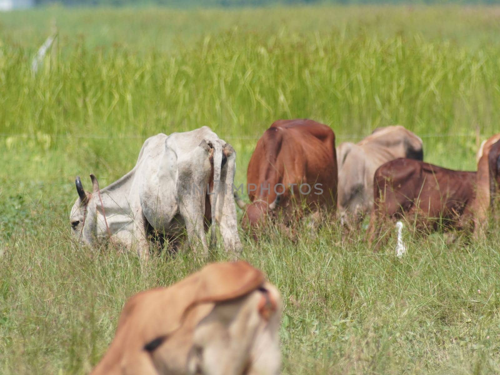 Native Thai cows in the countryside grasslands. Cows eat grass naturally.