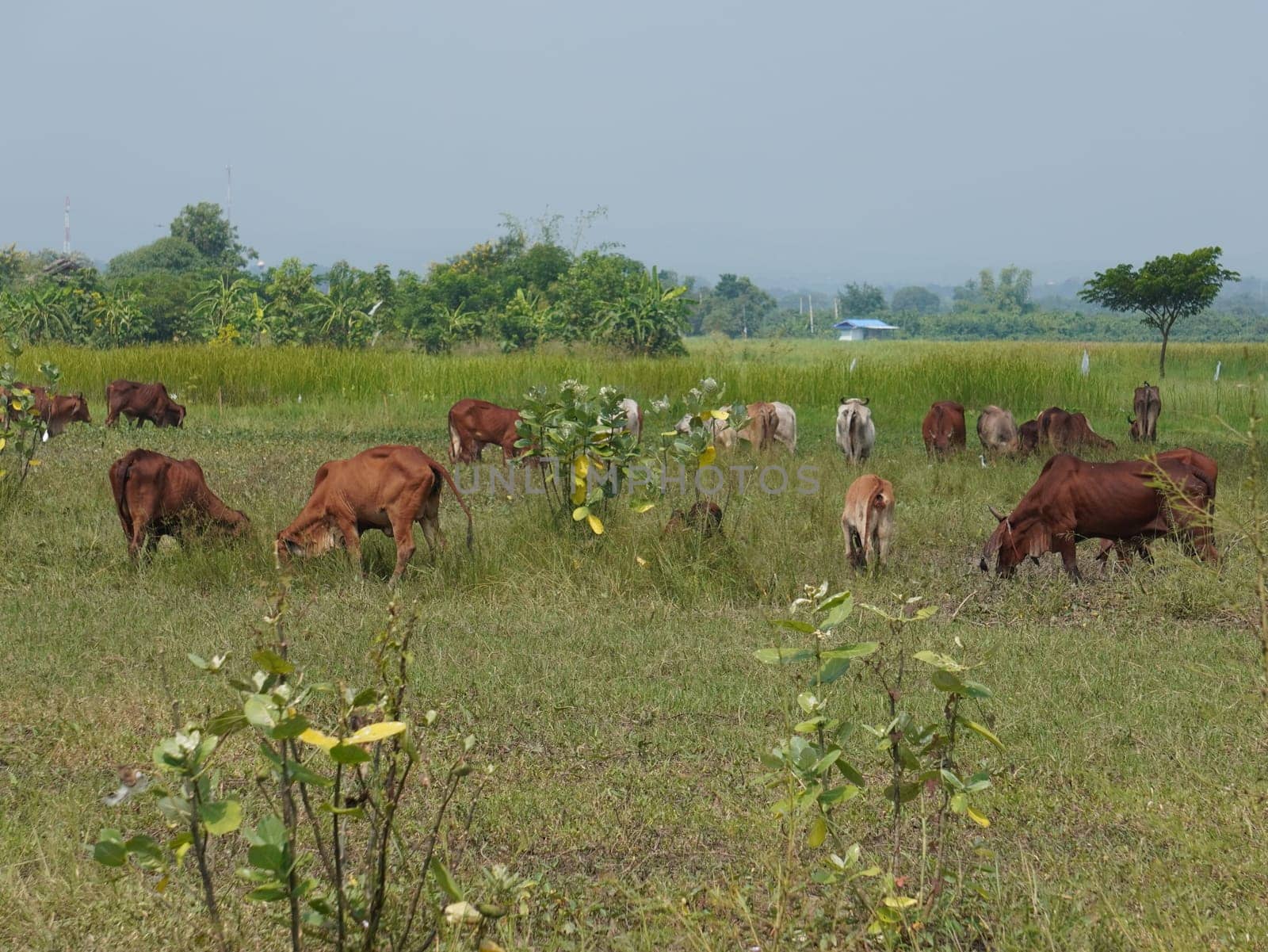 Native Thai cows in the countryside grasslands. Cows eat grass naturally.