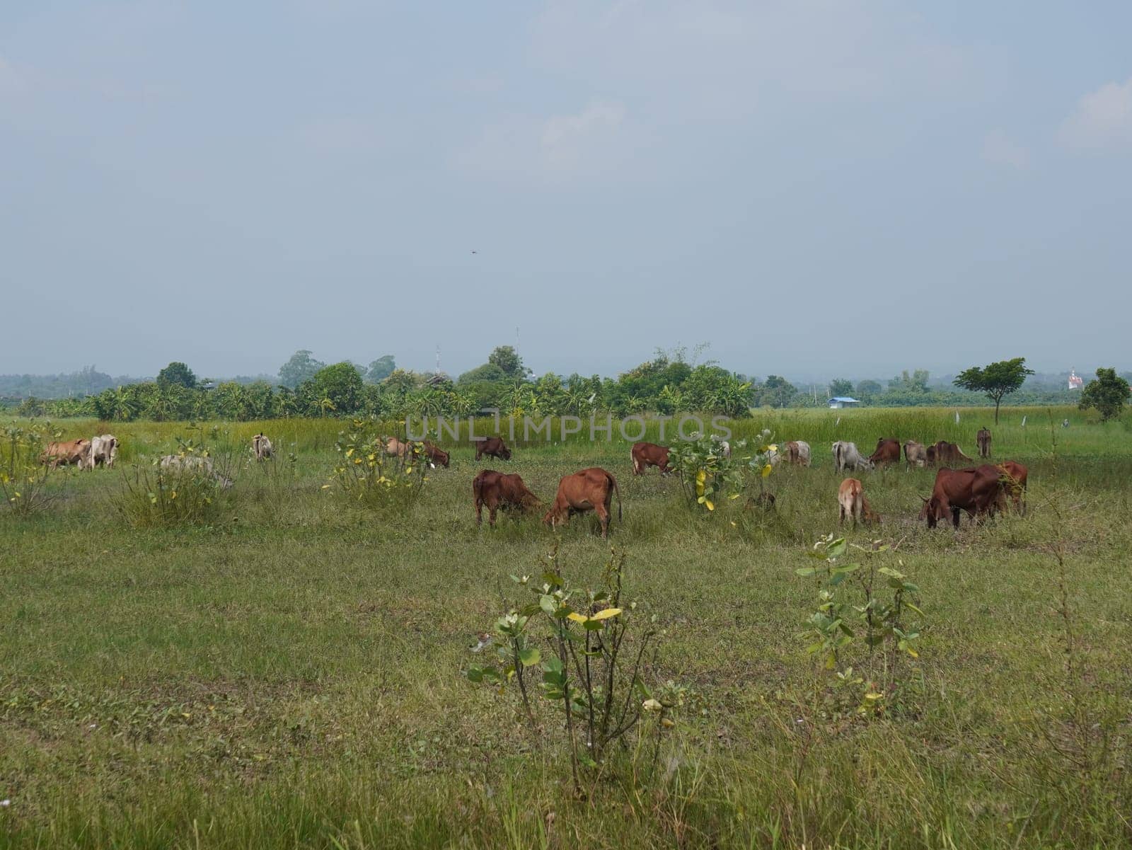 Native Thai cows in the countryside grasslands. Cows eat grass naturally.